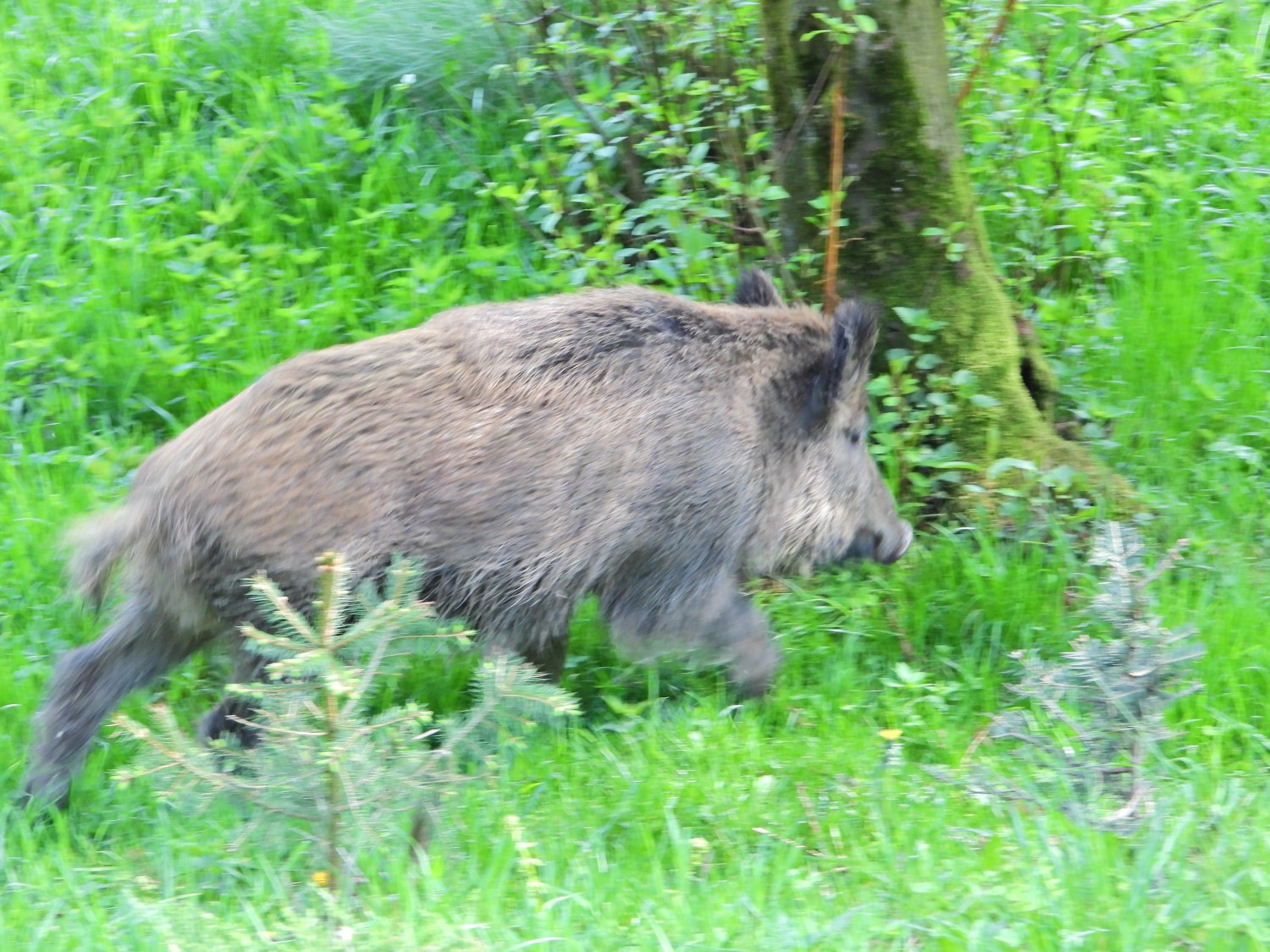 livebirdspoland_db87d480521d0c6826bbceee68f2a81f.jpg