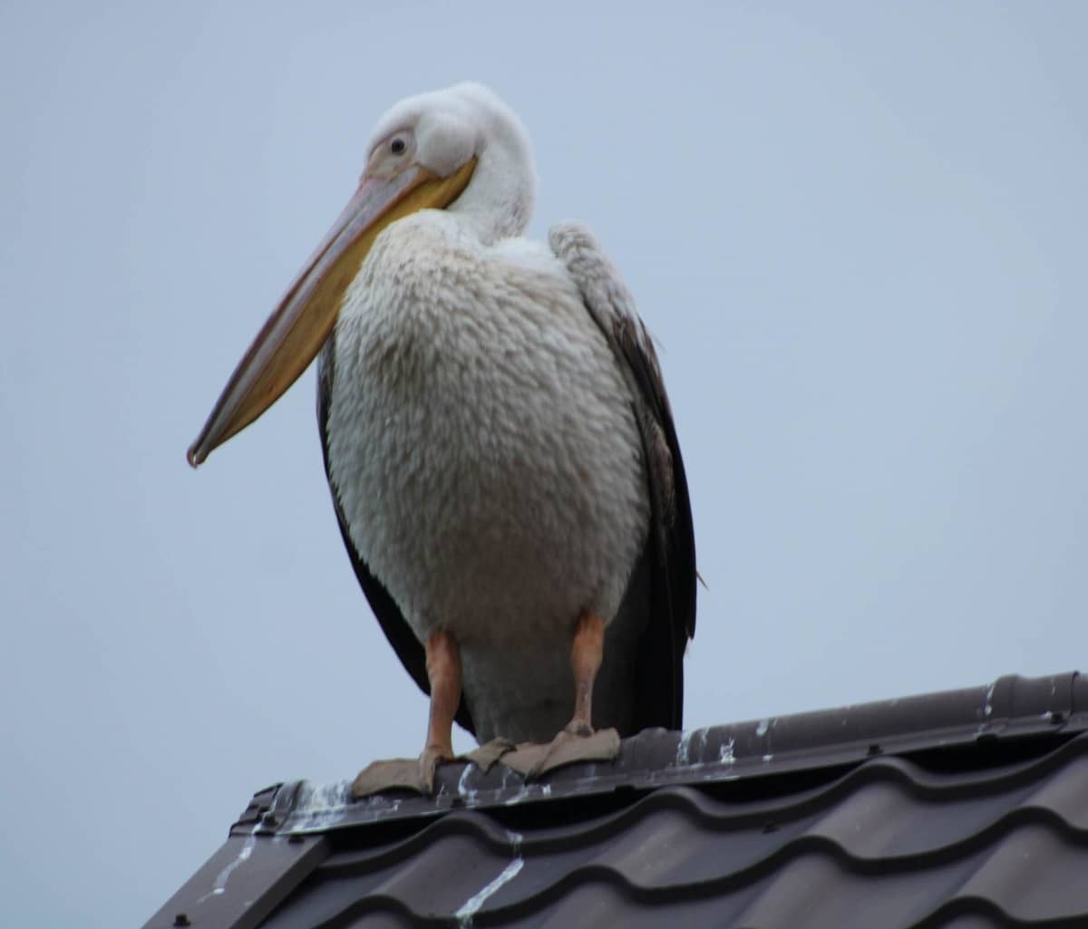livebirdspoland_d9cfaad6be699ba1a7857330a41af2b5.jpg