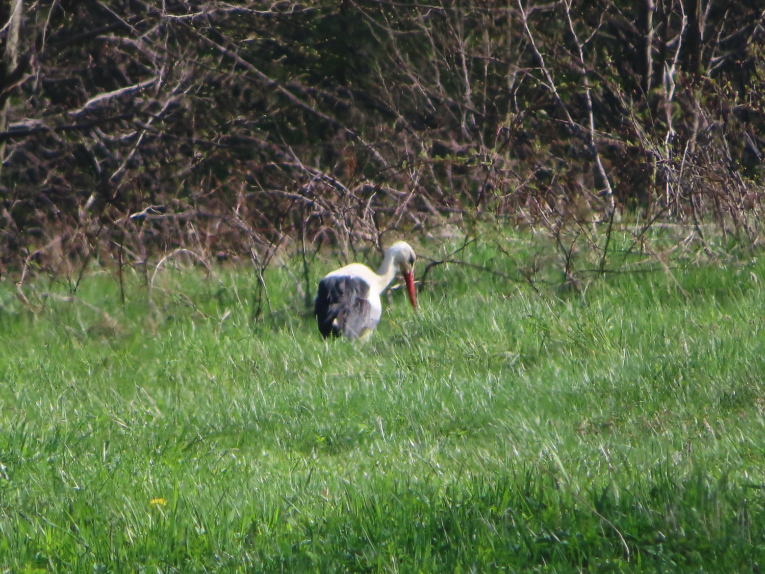 livebirdspoland_959d8593b2f83f76bdb8ba13b98b8f69.jpg
