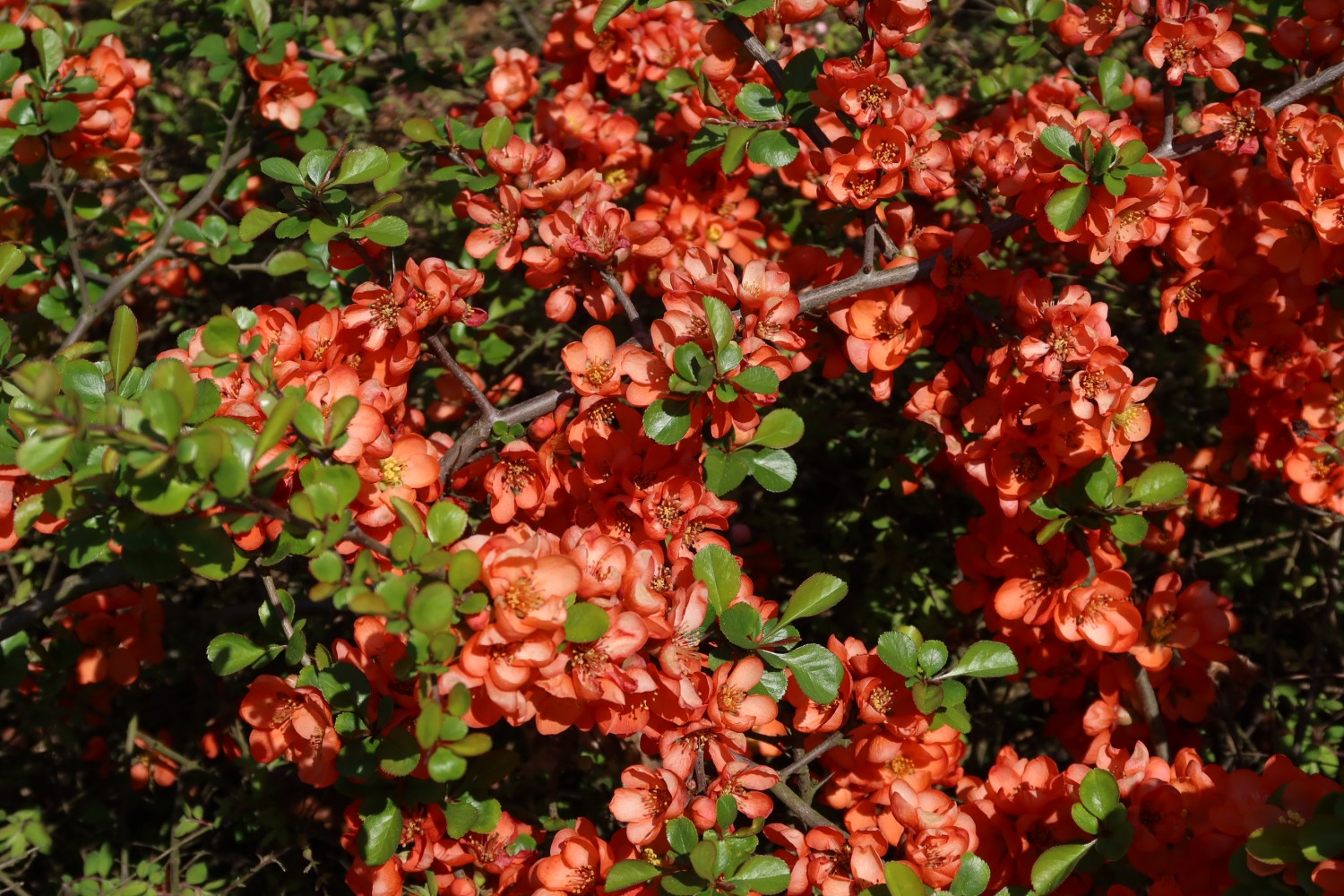 livebirdspoland_63d7981001b46cd2972f31775d3bbff8.jpg