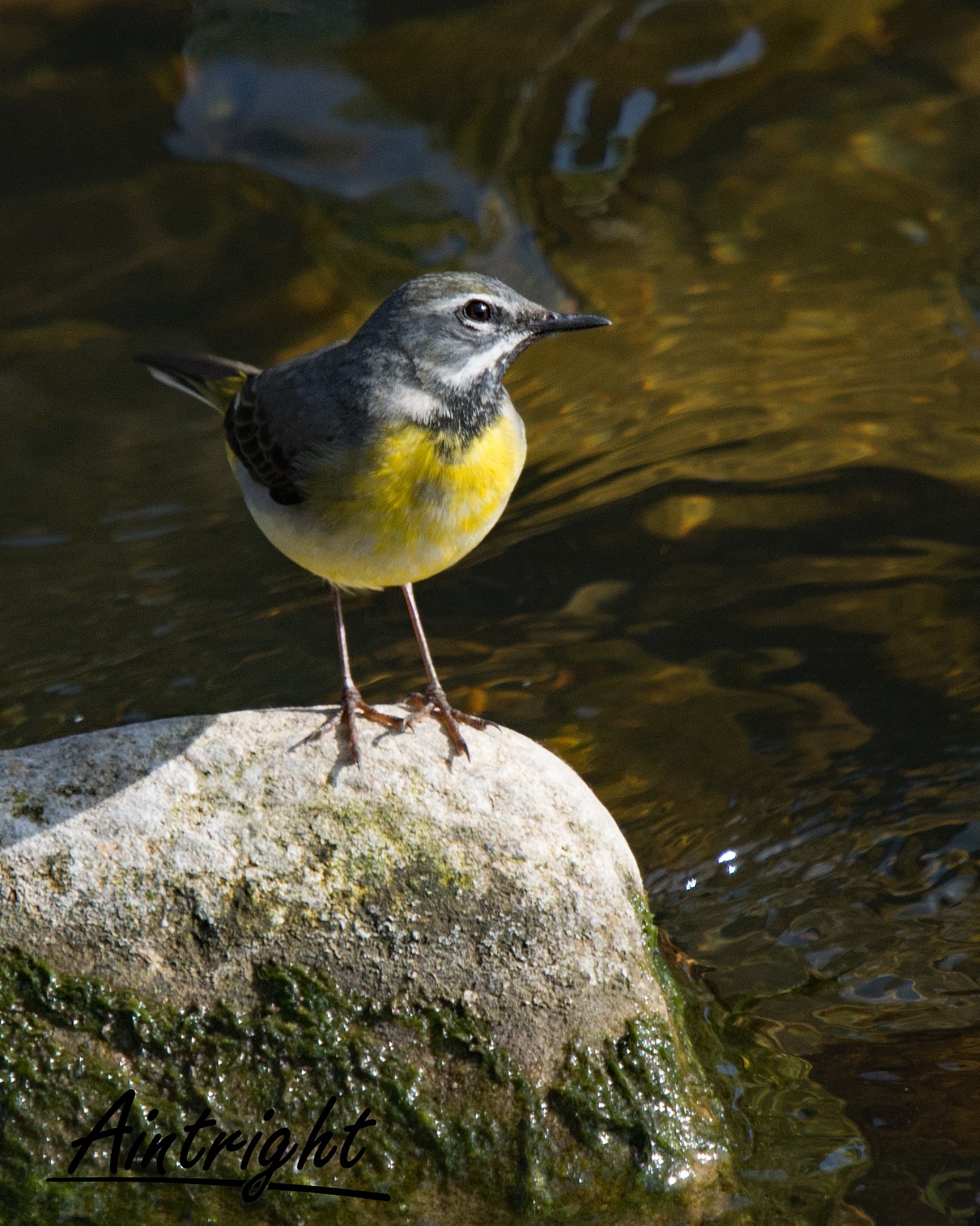 livebirdspoland_660200c59e92430d280397c7bc3382c5.jpg
