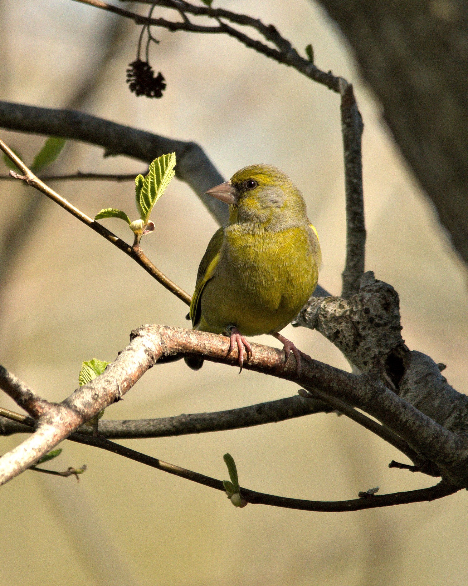 livebirdspoland_67d02056271b4f75b28d7e26df636196.jpg
