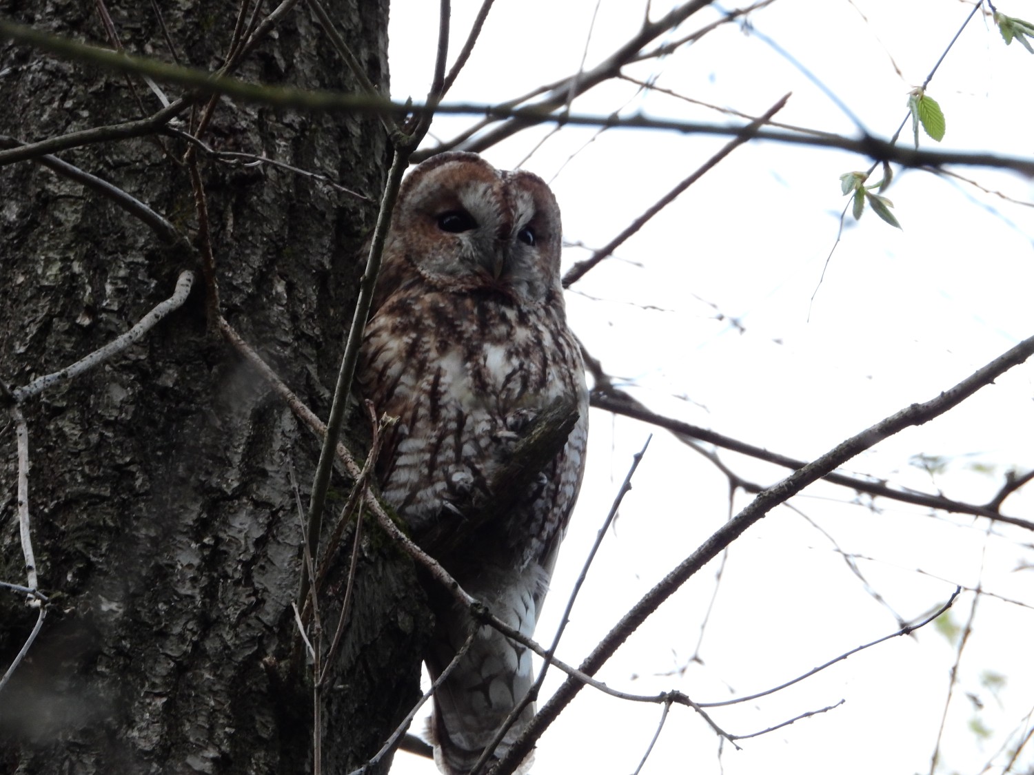 livebirdspoland_2f640f267525057a1939605536fa2f48.jpg
