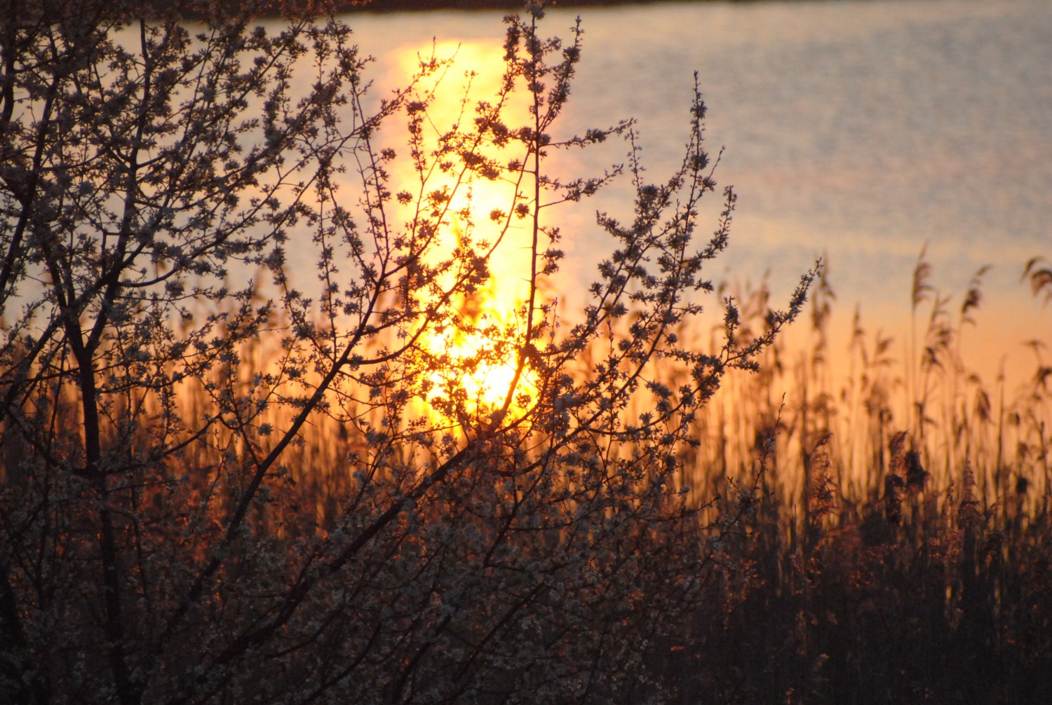 livebirdspoland_4026c26d951fba15cf36fc09a551f3a6.jpg