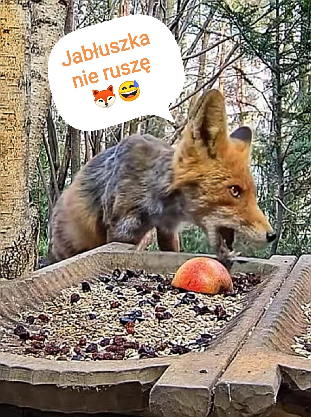 livebirdspoland_6cc9be4902a2e1f0fbee6f6df3111c3b.jpg
