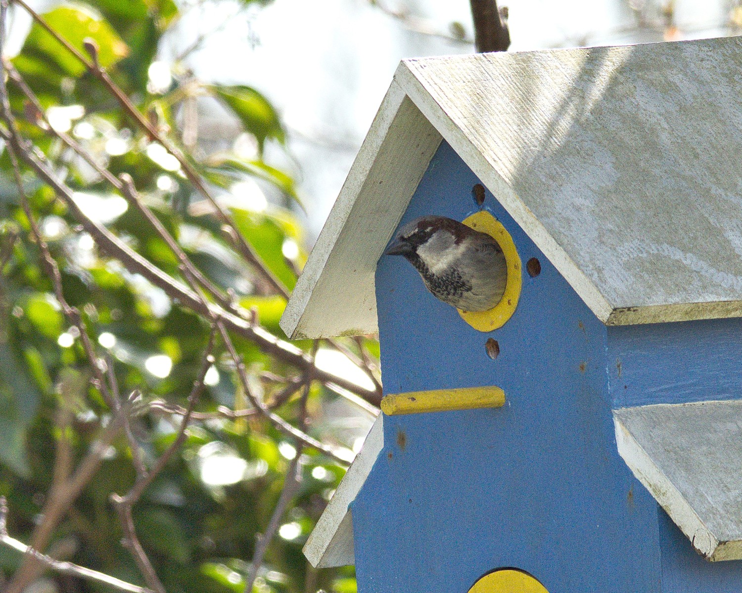 livebirdspoland_9a256313282f7b6b5d96557cee6f72fa.jpg