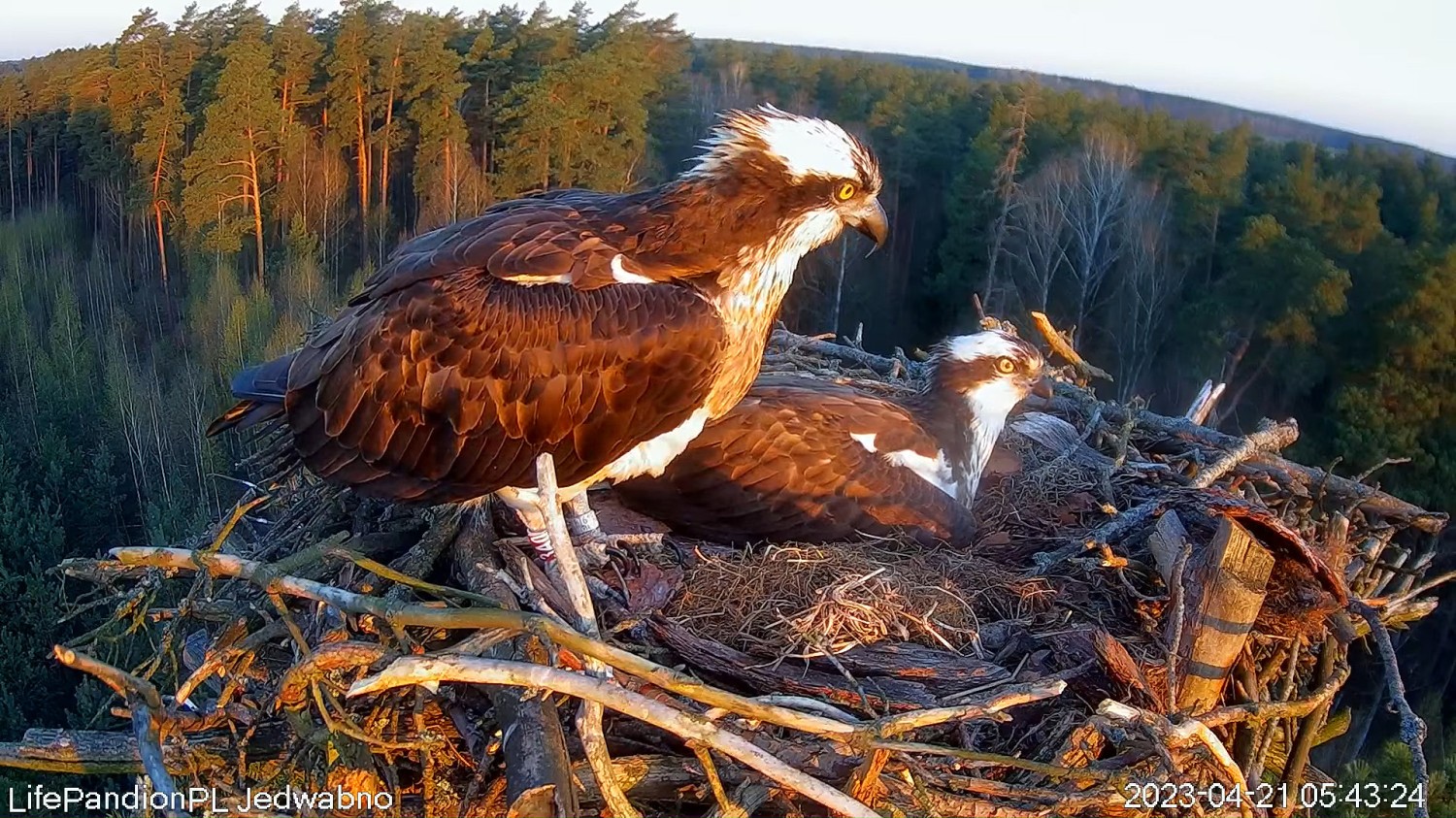 livebirdspoland_0cfda33fe000468e27c47ee5ab638406.jpg