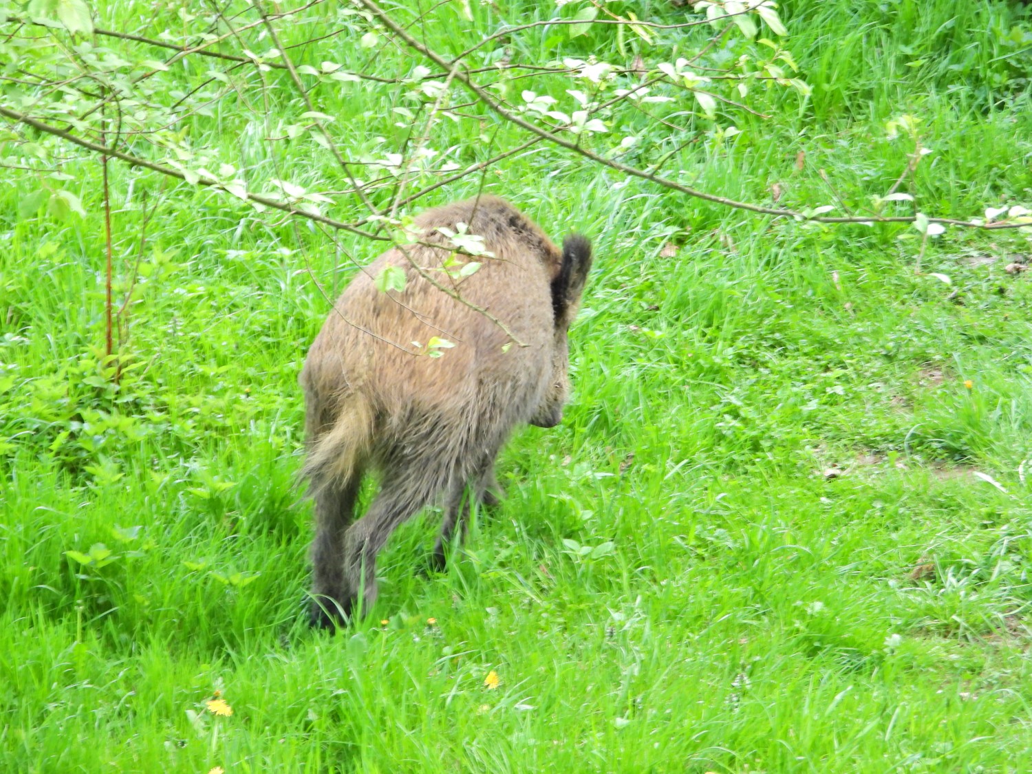 livebirdspoland_353e552c485bdf408503c88d5411af41.jpg