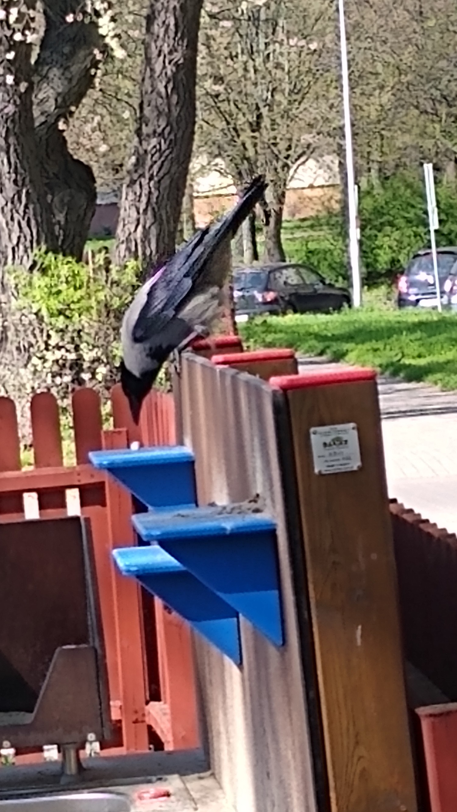 livebirdspoland_e2e3cc432610523da3060157c08cb6cd.jpg