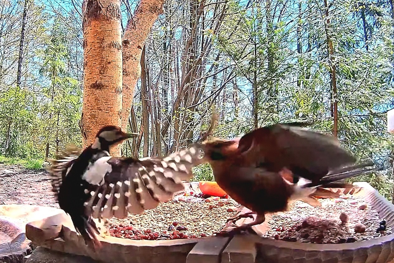 livebirdspoland_59e96bcb3cf5a83a6641283fa6df8c95.jpg