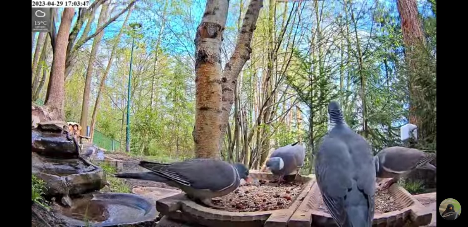 livebirdspoland_74092209c59748fe5ba829b2c713bc50.jpg
