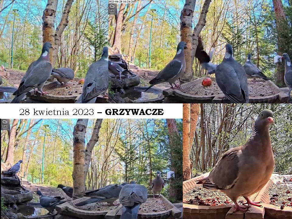 livebirdspoland_f9ca53e615c63ca5847ab59260ad2a9d.jpg