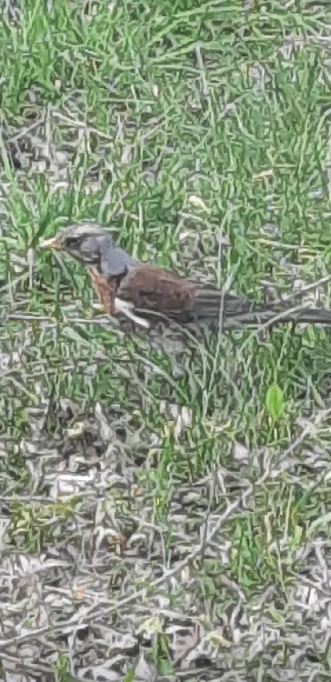 livebirdspoland_d5eca414ceb82b8b6765fd3d698dda69.jpg