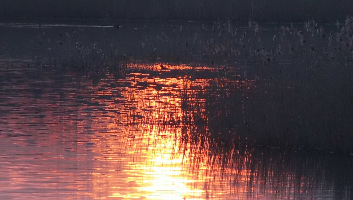 livebirdspoland_51a69b1345ddfa5c93d87e4057a86ade.jpg