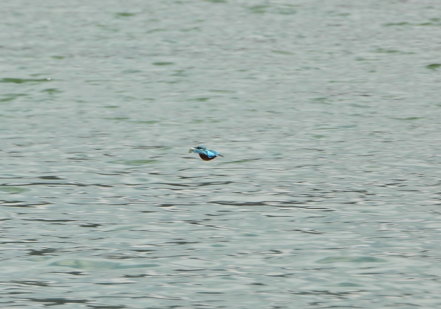 livebirdspoland_1dc606826c6e98f6c1acf382c7a129ad.jpg