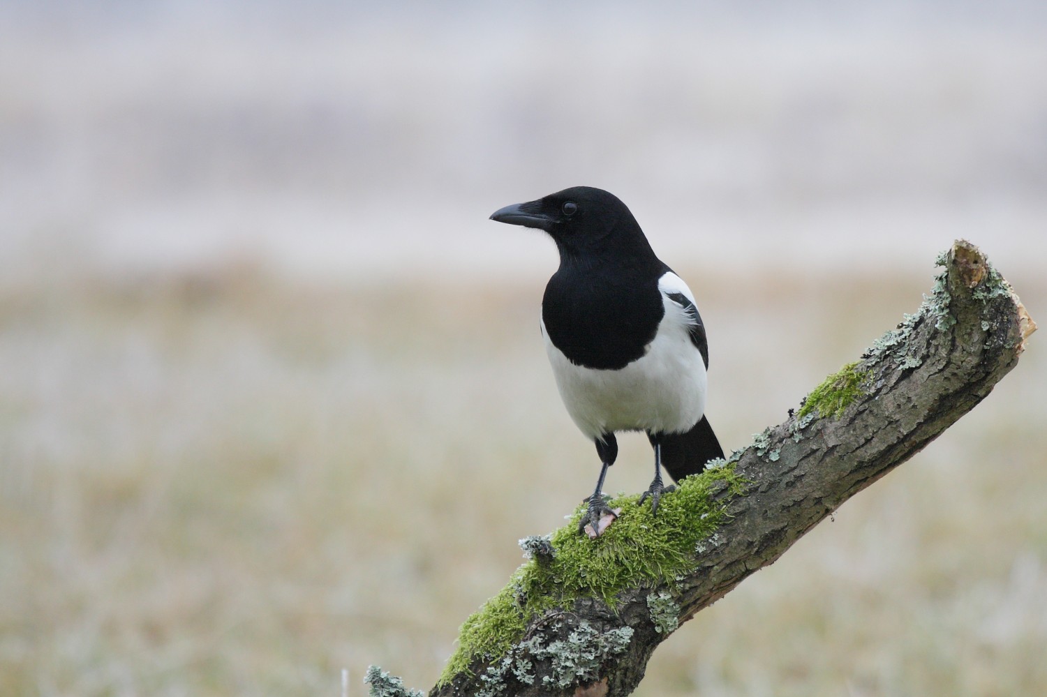 livebirdspoland_5d089c85b8cdc84925584c78d6f3d002.jpg