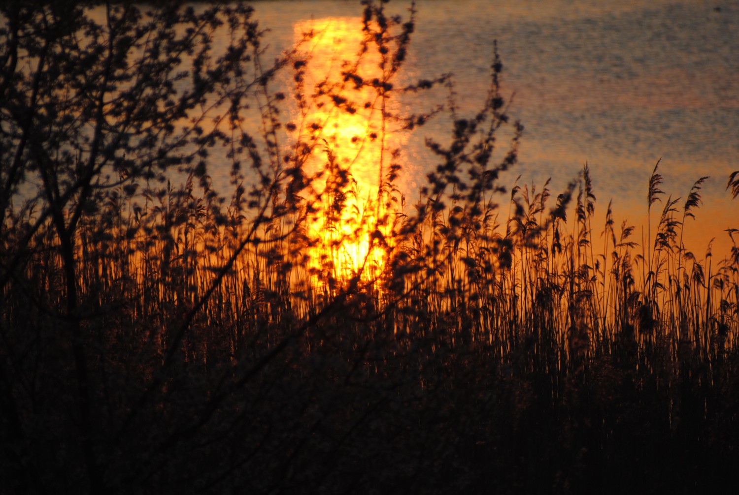 livebirdspoland_86debb276ba840cc0a3c2724d07636ba.jpg