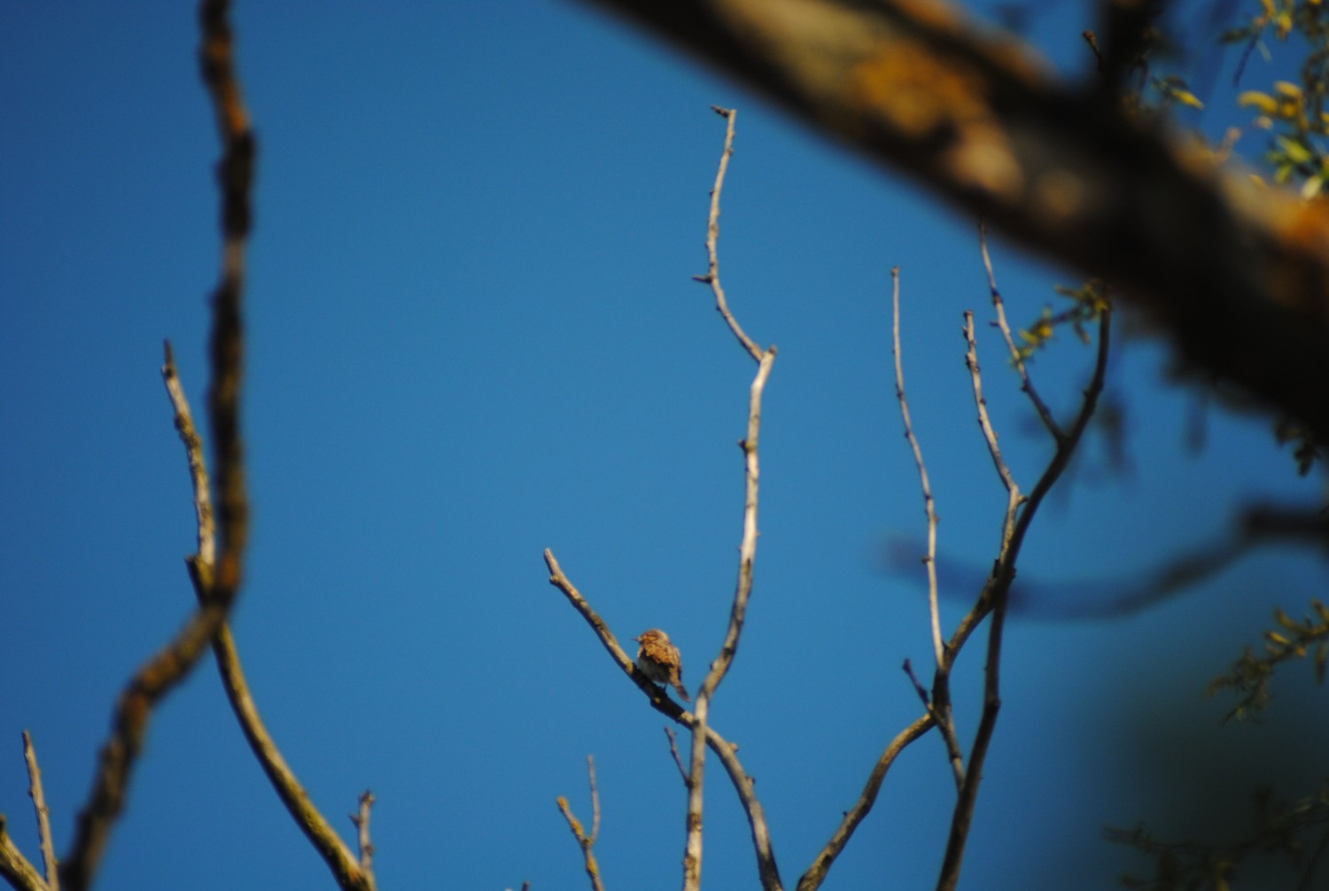 livebirdspoland_7106e19d9c9bf6b90dcab83a40416917.jpg