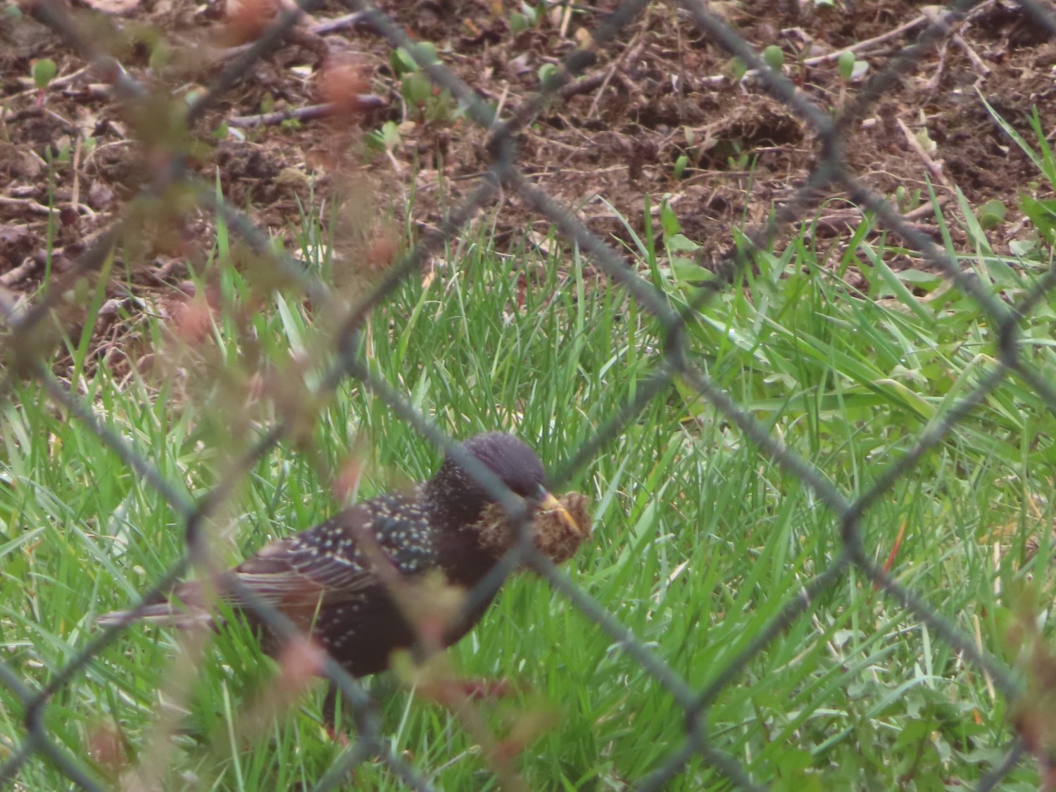 livebirdspoland_ced286bb806d431e09564106db737c9d.jpg