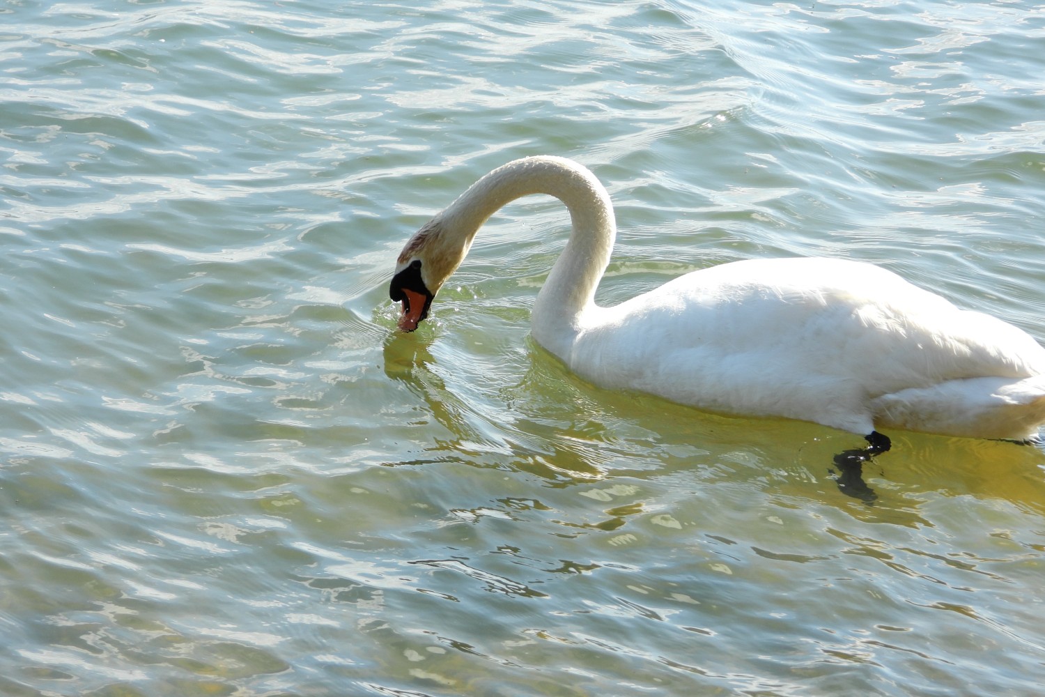 livebirdspoland_705d65a64d56453917bed89fac623787.jpg
