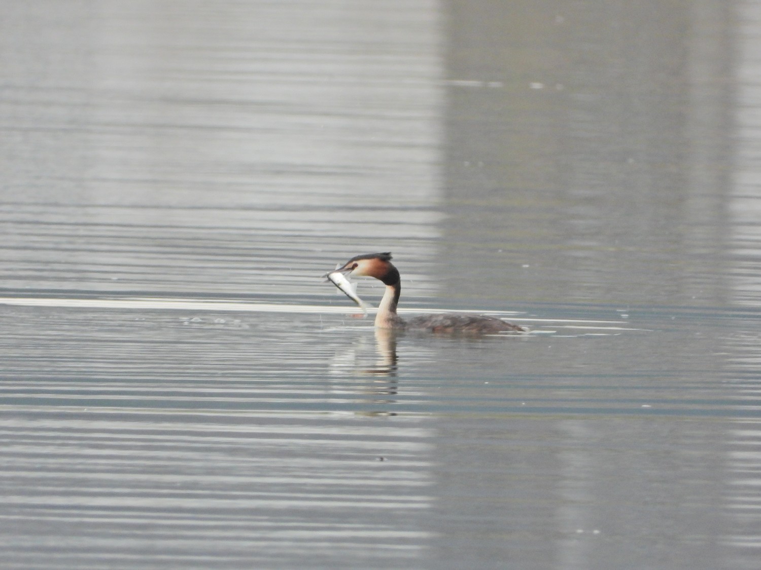 livebirdspoland_2b8e1c700a0c0b4786763b0b2f3bb1ba.jpg