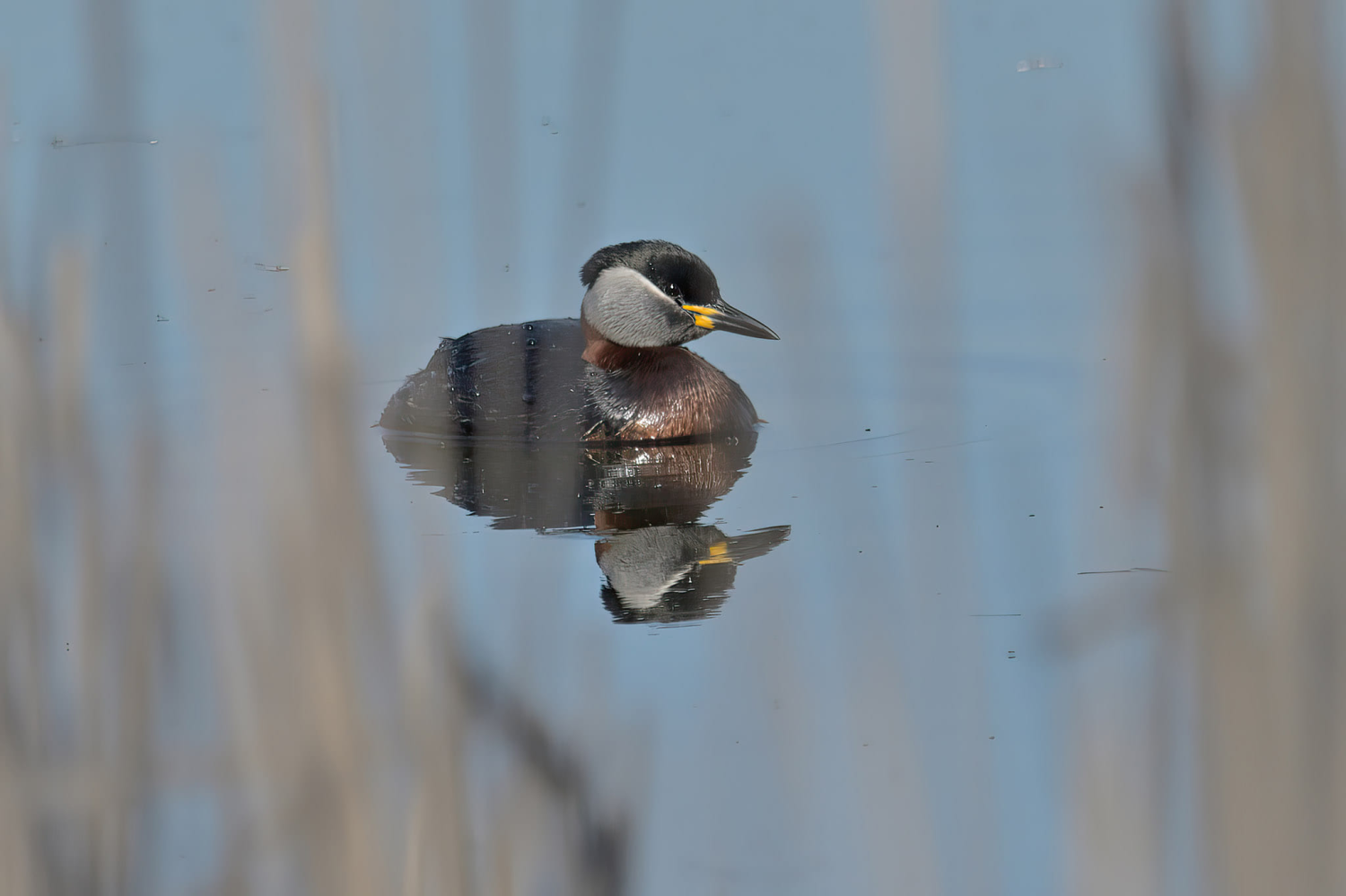 livebirdspoland_bbd6d700d4e444f50f69440fbd75b4ff.png