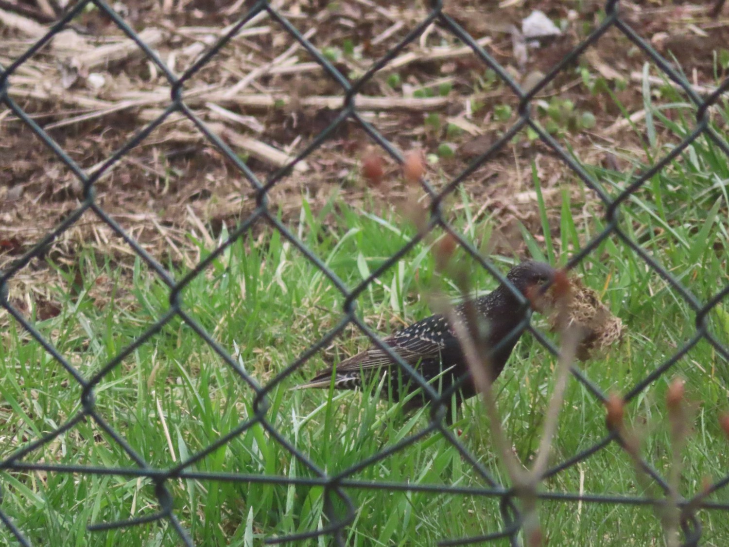 livebirdspoland_fcbba1afb224fb026ab467f20a86aa5d.jpg