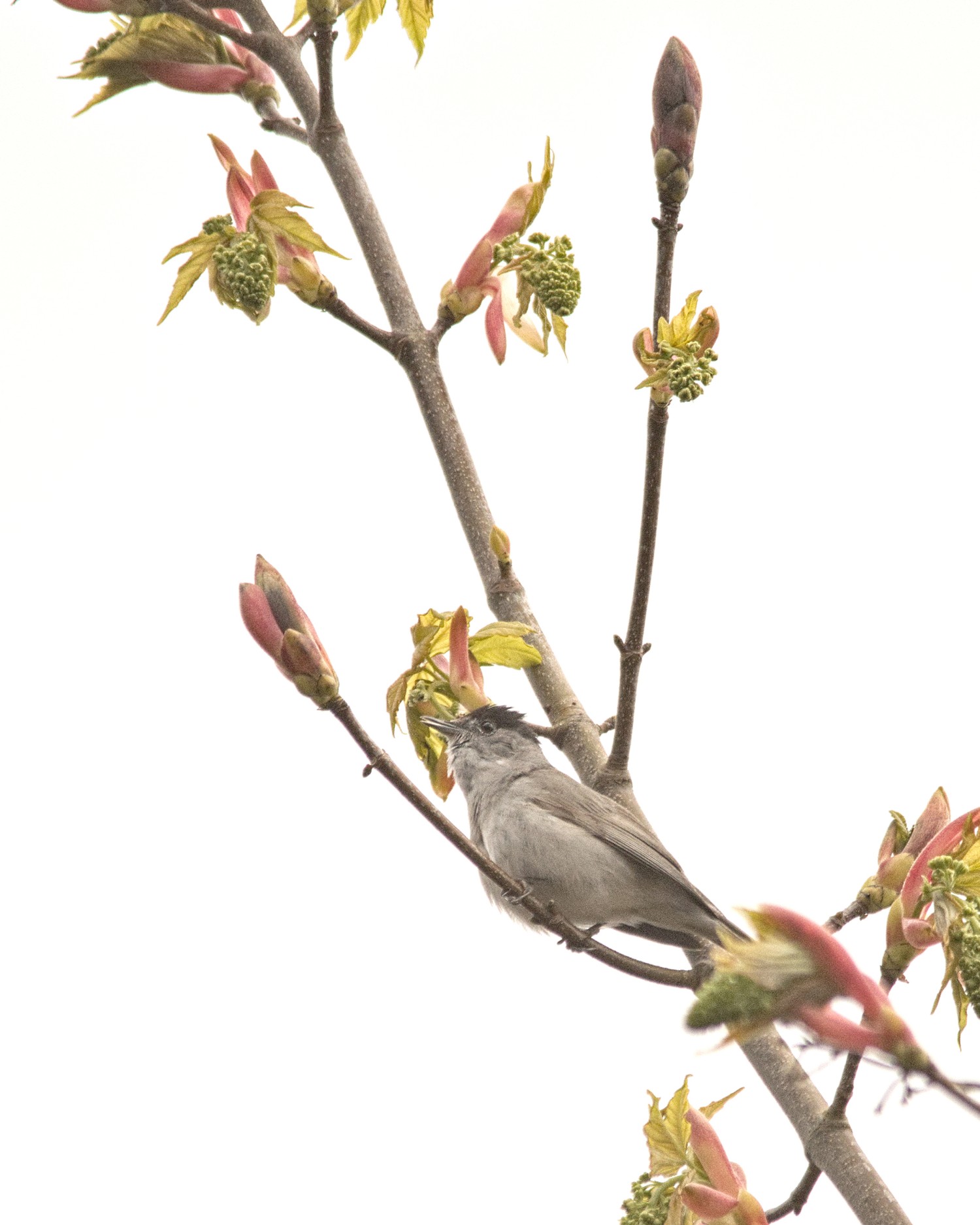 livebirdspoland_475be53a033caaba6906959e42fa40c8.jpg