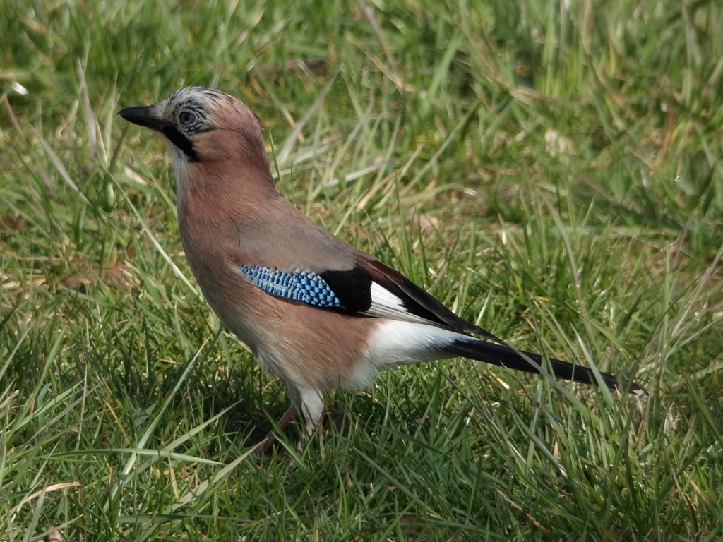 livebirdspoland_4771655b2c2cffe05fac299c2049d13e.jpg