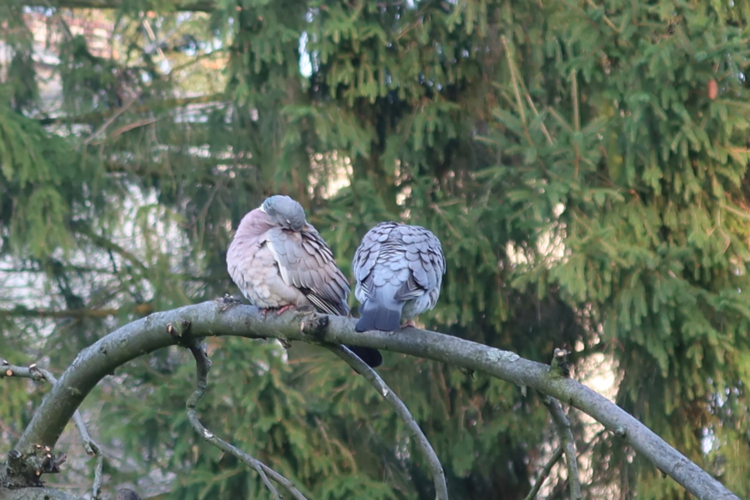 livebirdspoland_9ede03dcfbd5aee64e0b36f21961ba25.jpg