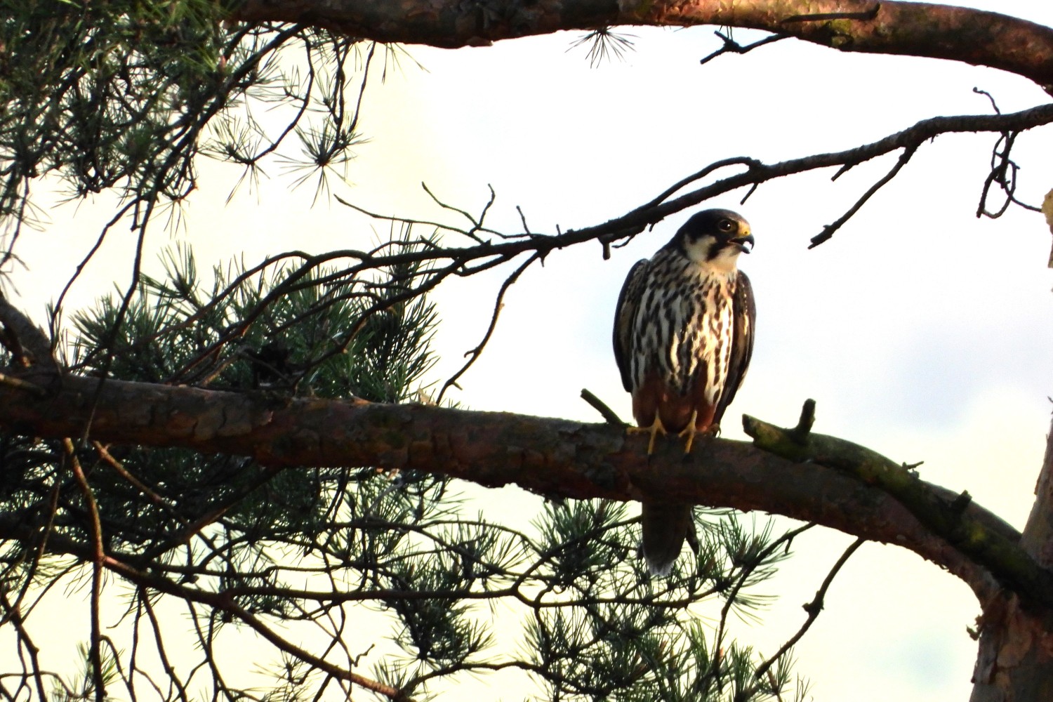 livebirdspoland_abd68f957ea541118ccf330213c806e9.jpg