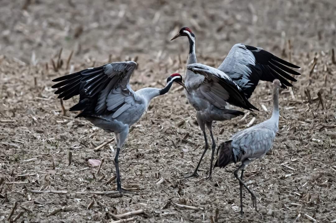 livebirdspoland_d1a7c29831f026456e9dd50b9cfdb866.jpg
