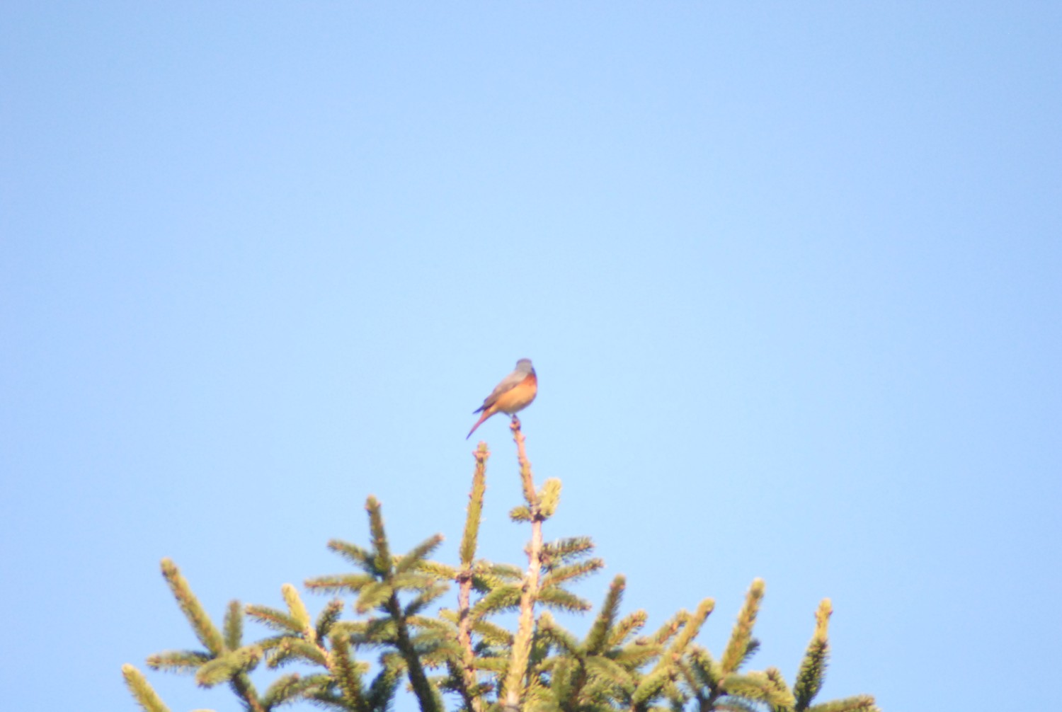 livebirdspoland_1def52725b42016890fdc1678b0f1de1.jpg