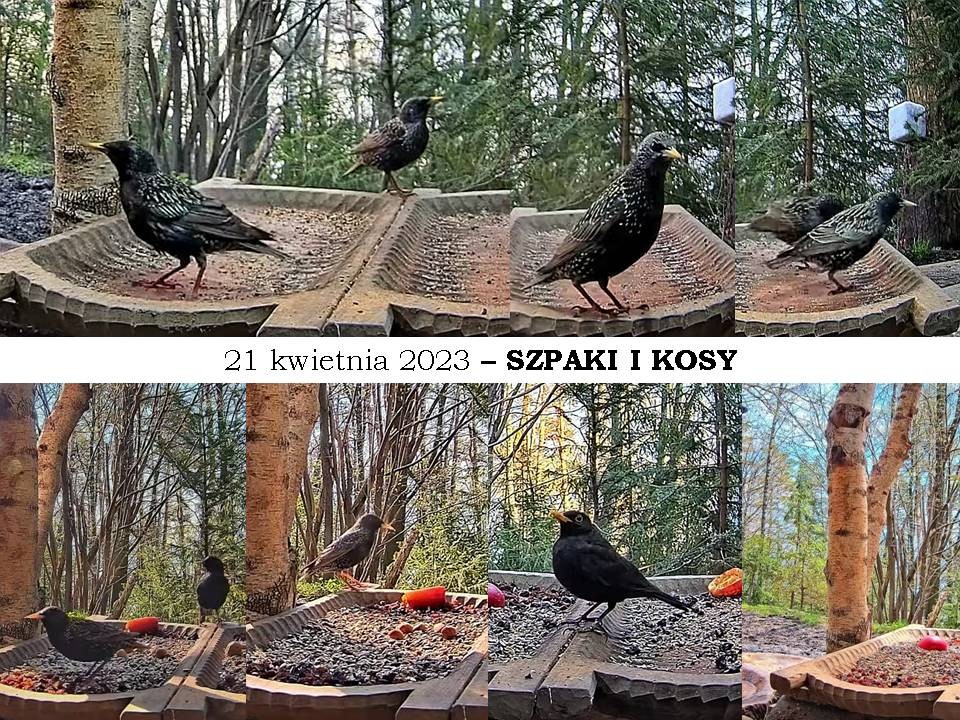 livebirdspoland_3d1f30a944a89bee237fe31cb1f0511f.jpg