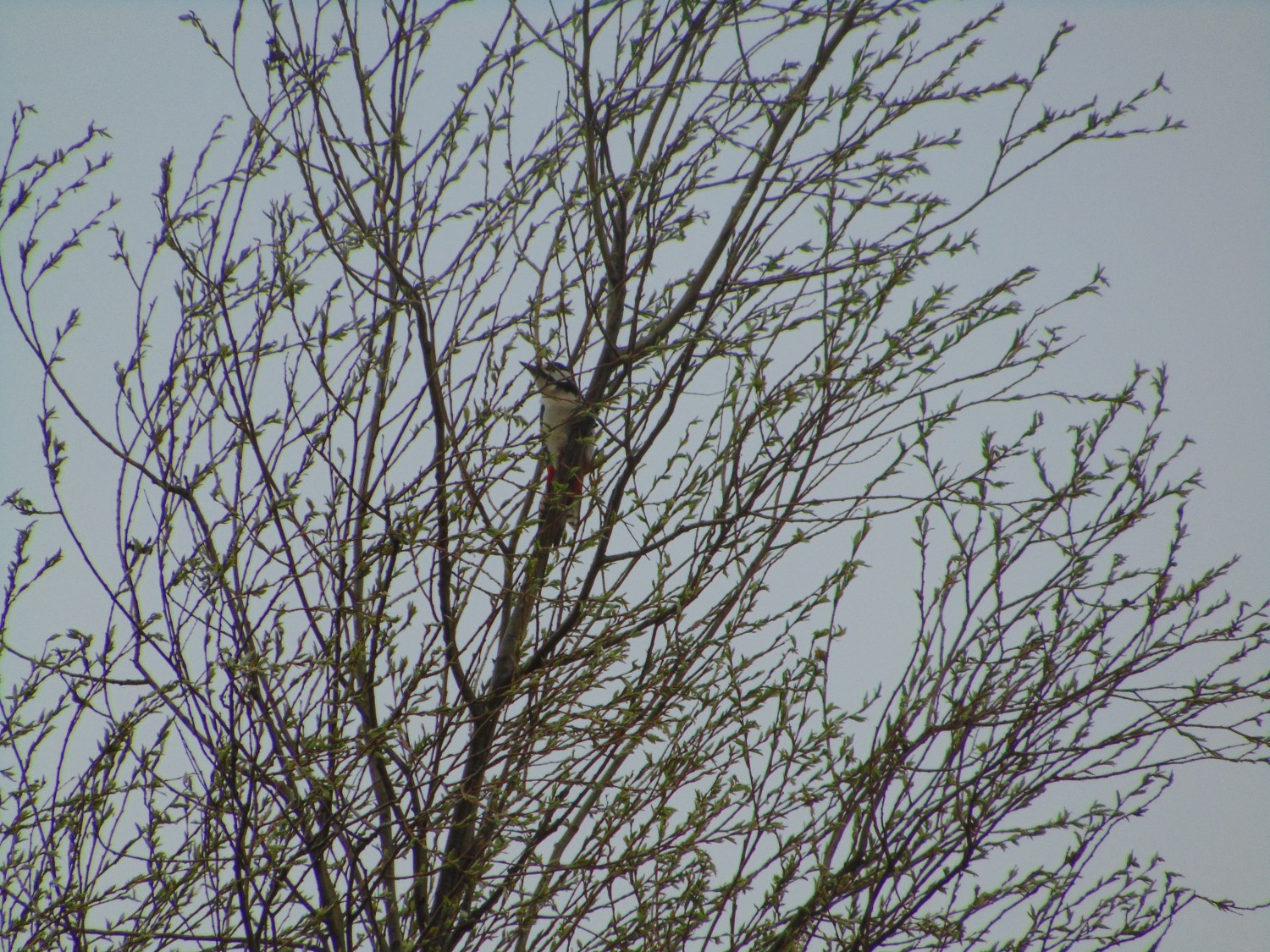 livebirdspoland_4d3919ca42f34710331d8b0678729f8a.jpg
