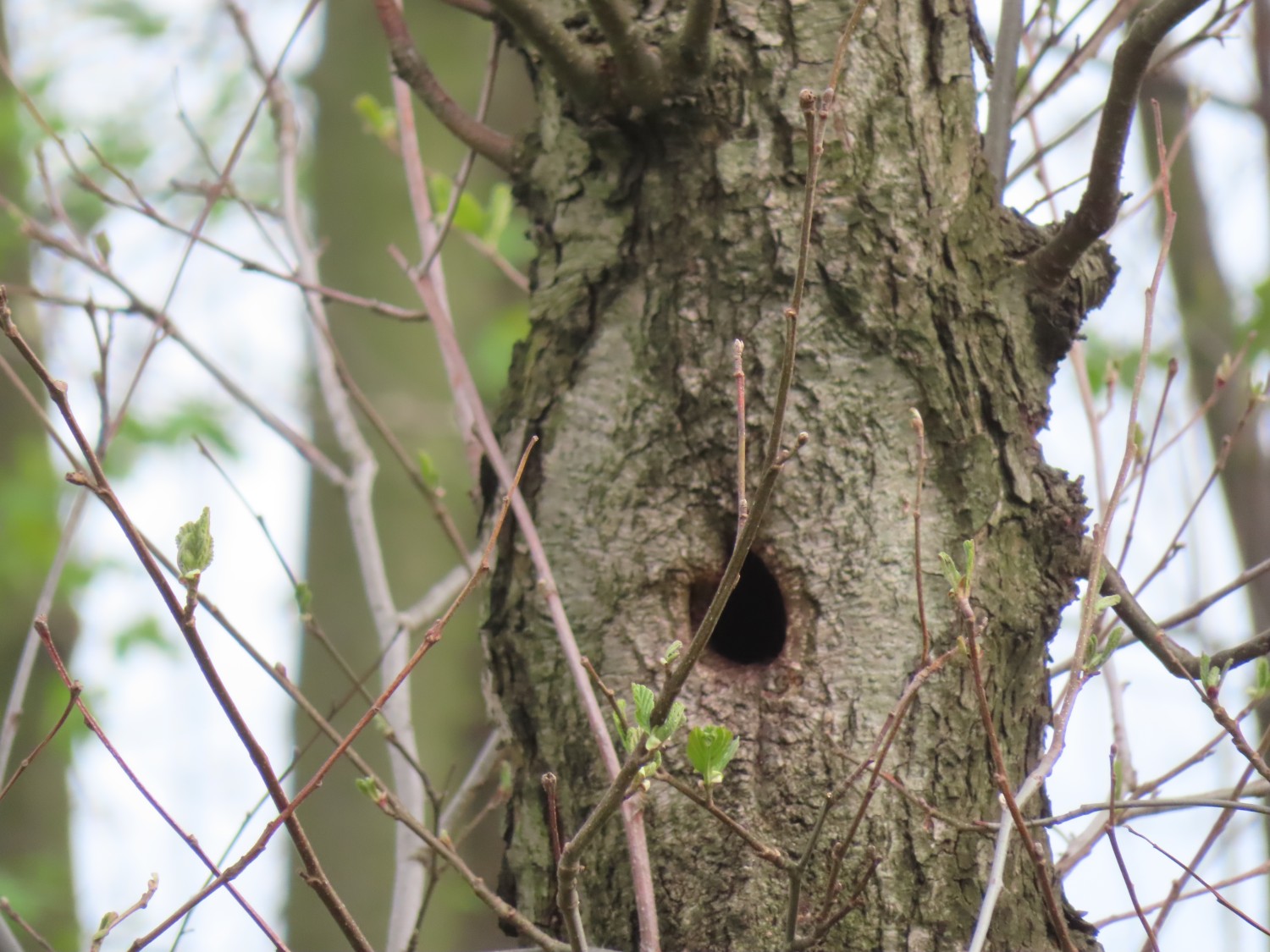 livebirdspoland_a0e43dc3ff3a29f97f0c5bb06484fa77.jpg