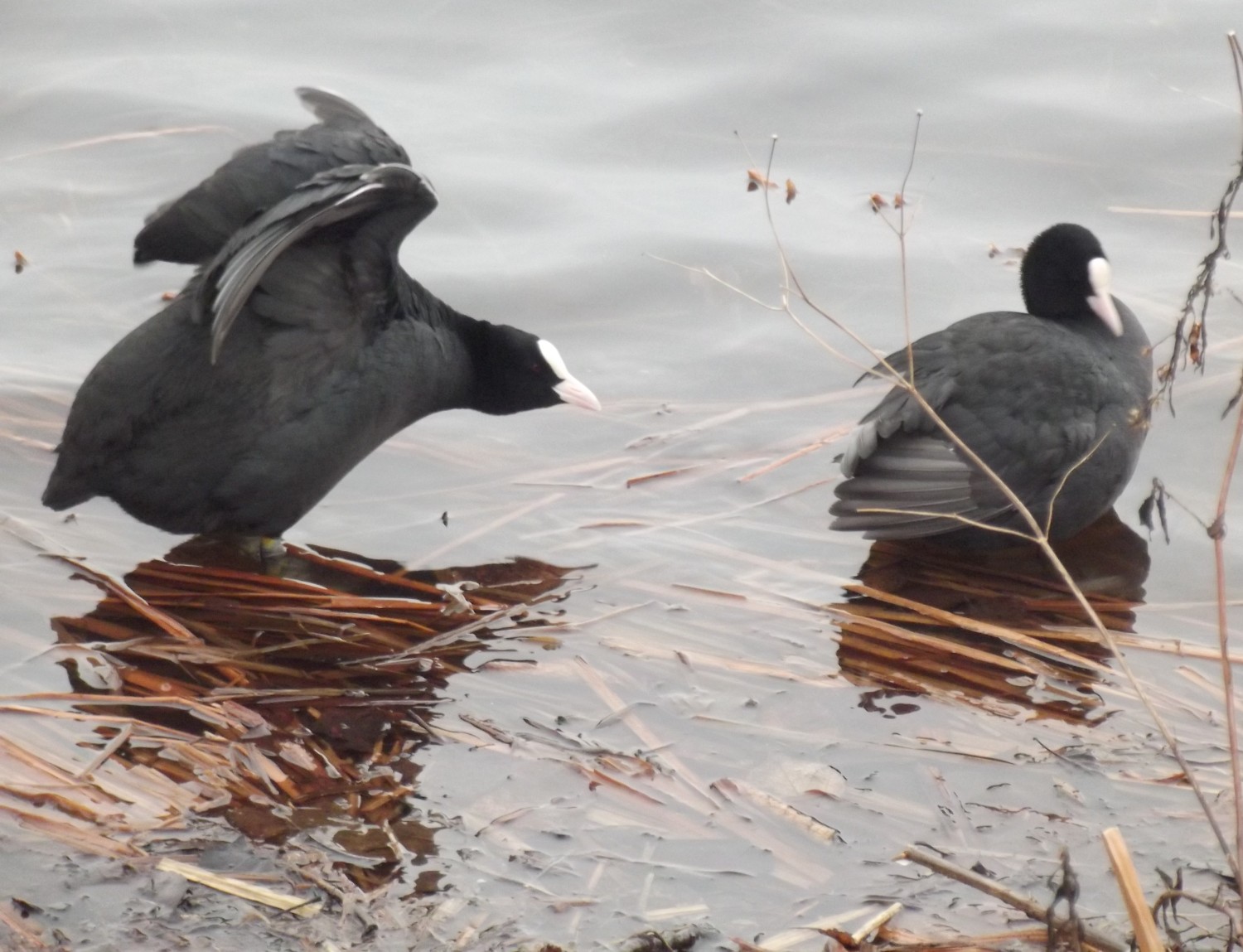 livebirdspoland_920558dab319e1ba0fb8e51df873cdfb.jpg