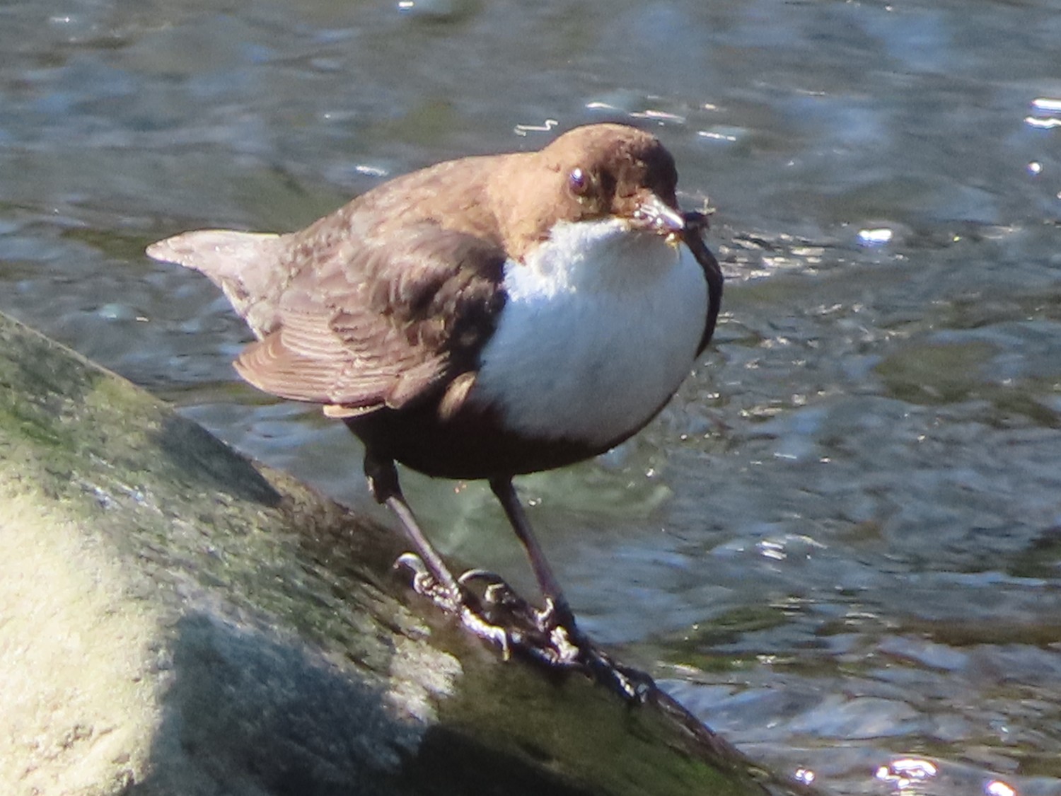 livebirdspoland_011a87dff7eb3aeb971fa631f242ac04.jpg
