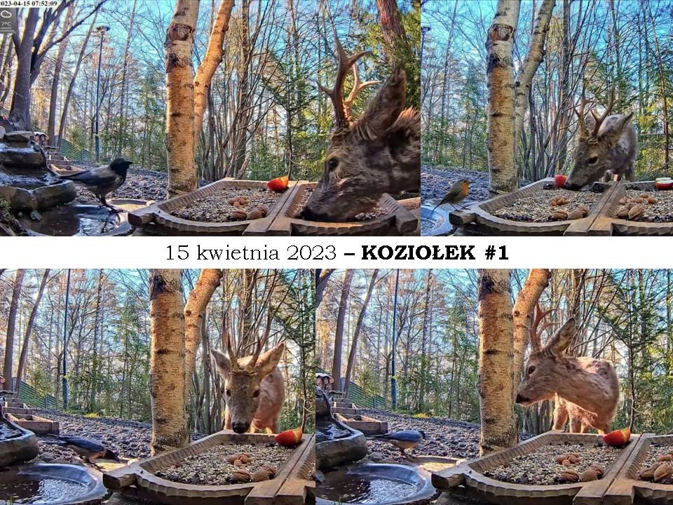 livebirdspoland_22e22722cbdc0b0a03d2b7acba6e5e93.jpg