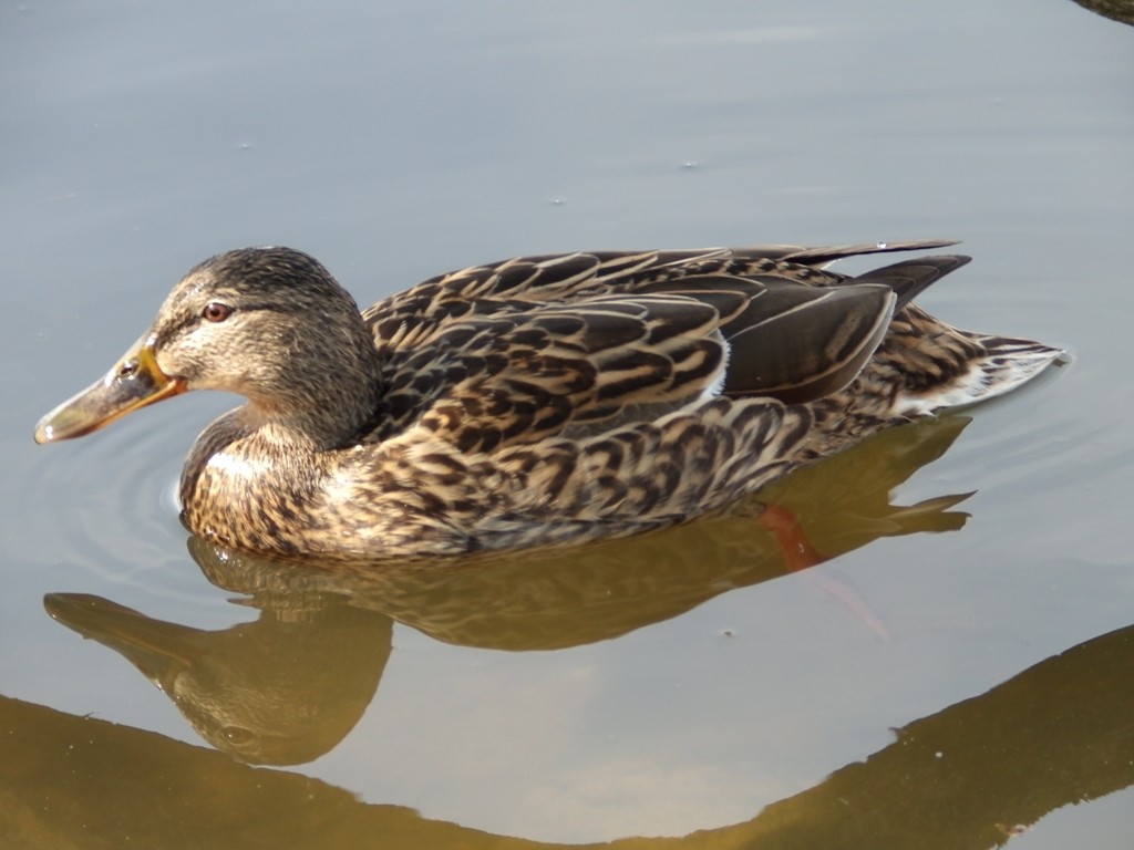 livebirdspoland_b8b93b7387265517b86ea751d4762365.jpg