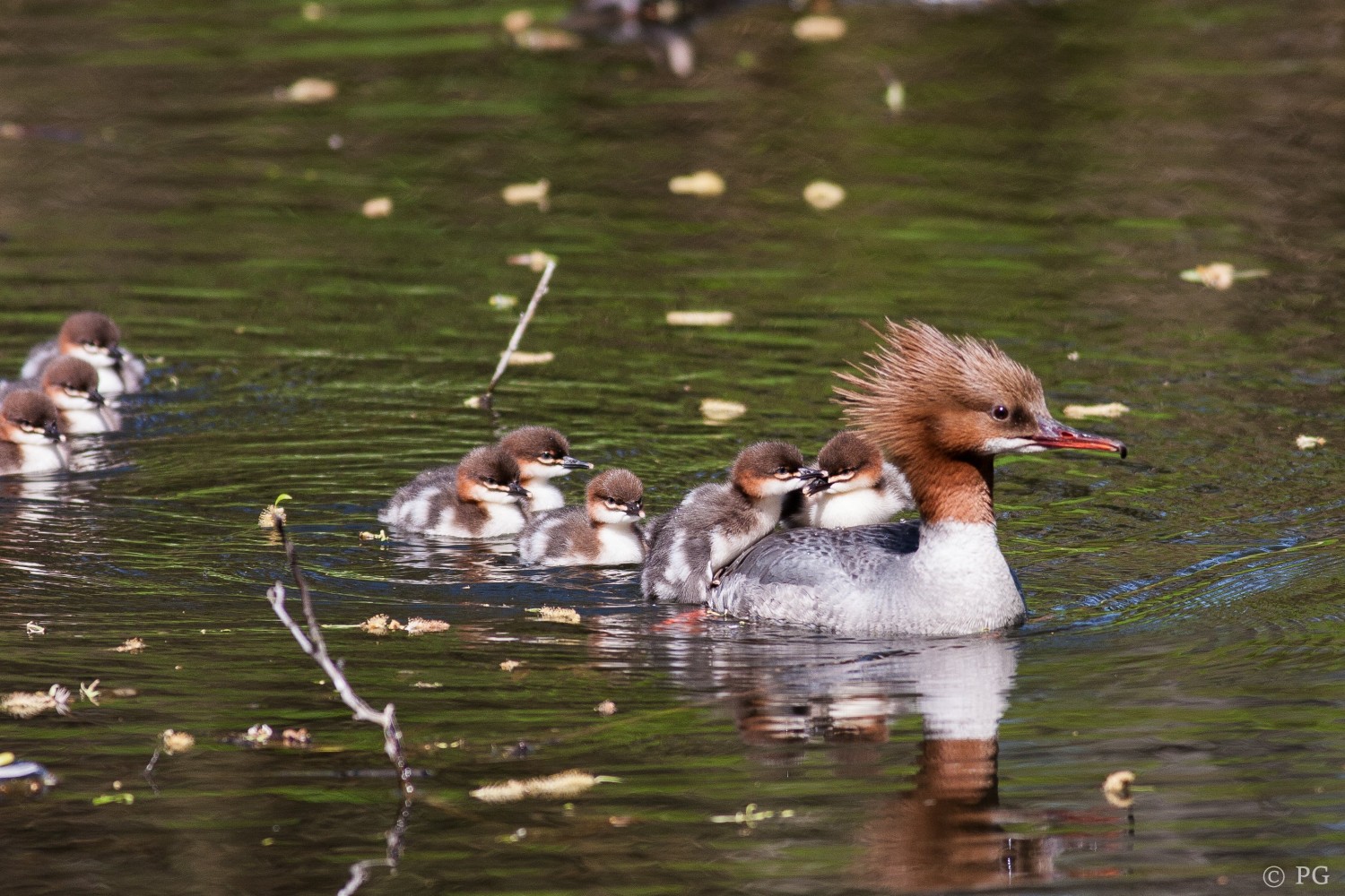 livebirdspoland_e3287ef463075a5b1e9a43d24b7e7462.jpg
