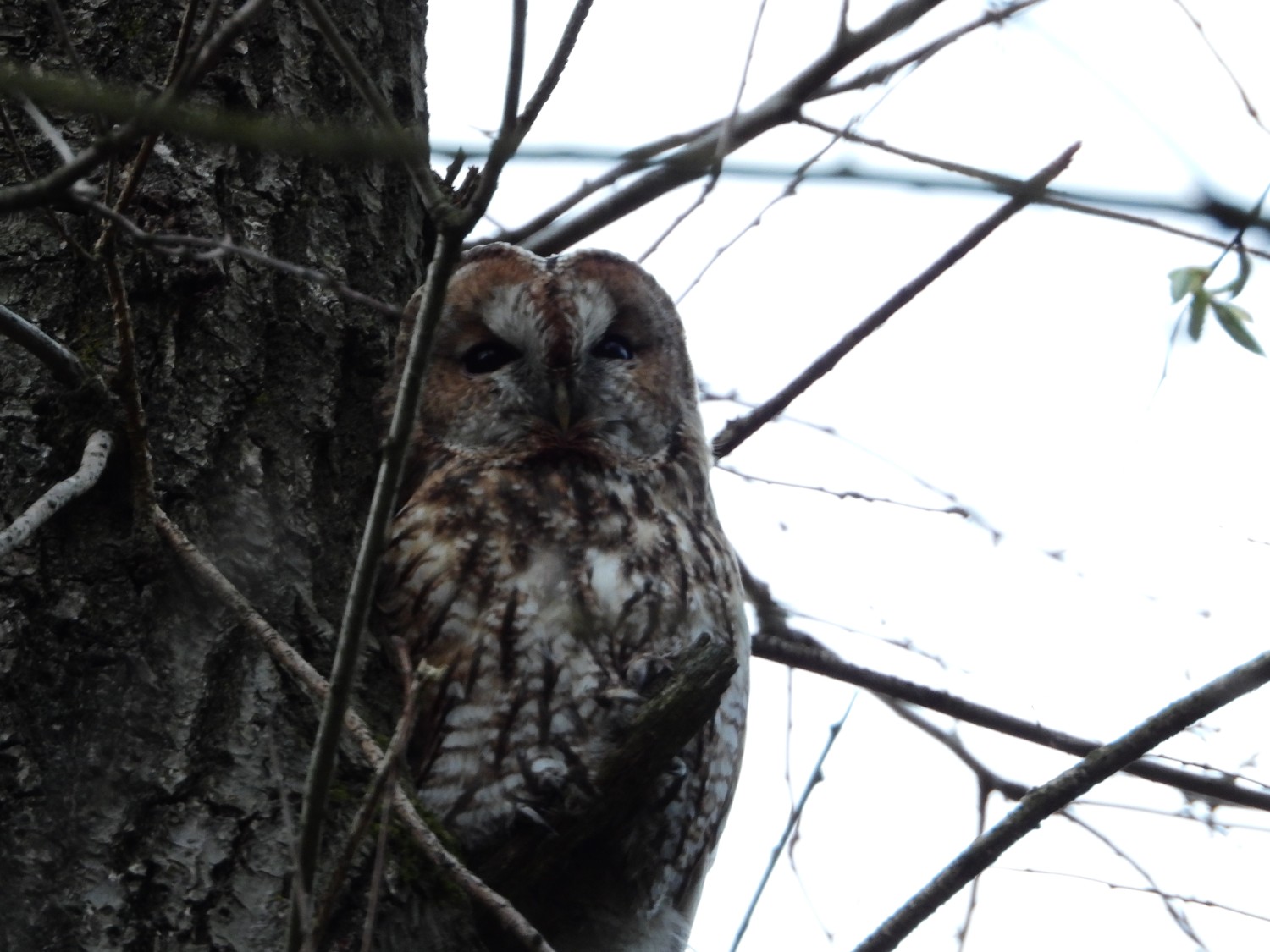livebirdspoland_0f077dccb7f8f99a02fda047c7ff57a6 (1).jpg