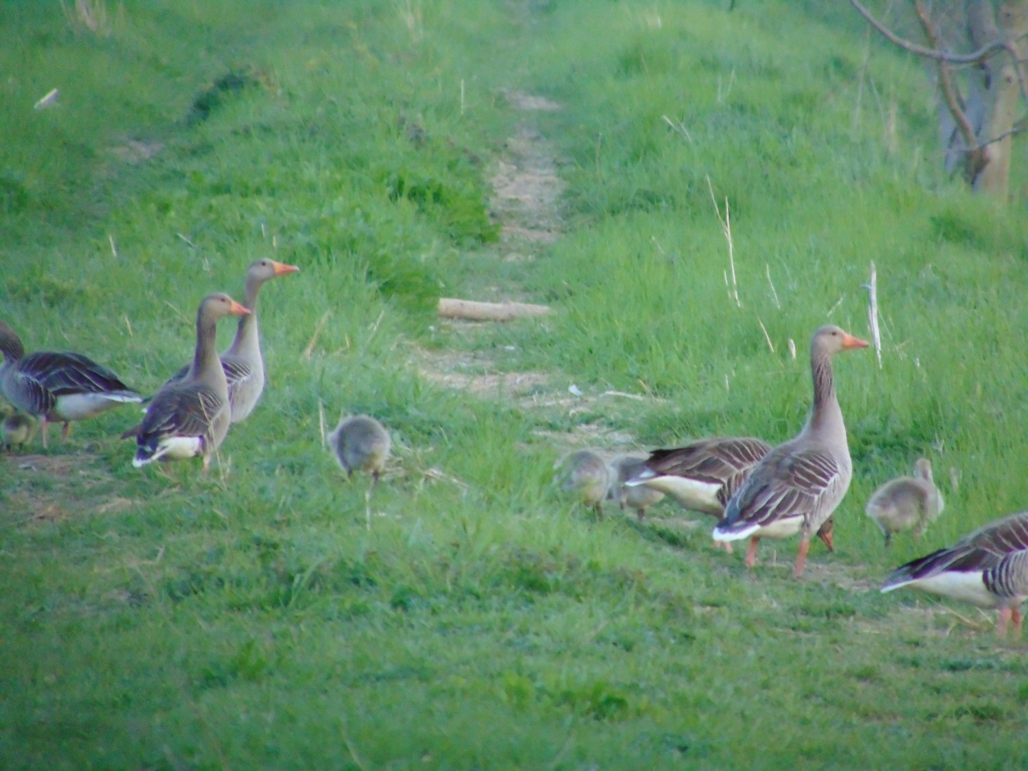 livebirdspoland_a9de82d53a61382721df5b594484ca51.jpg