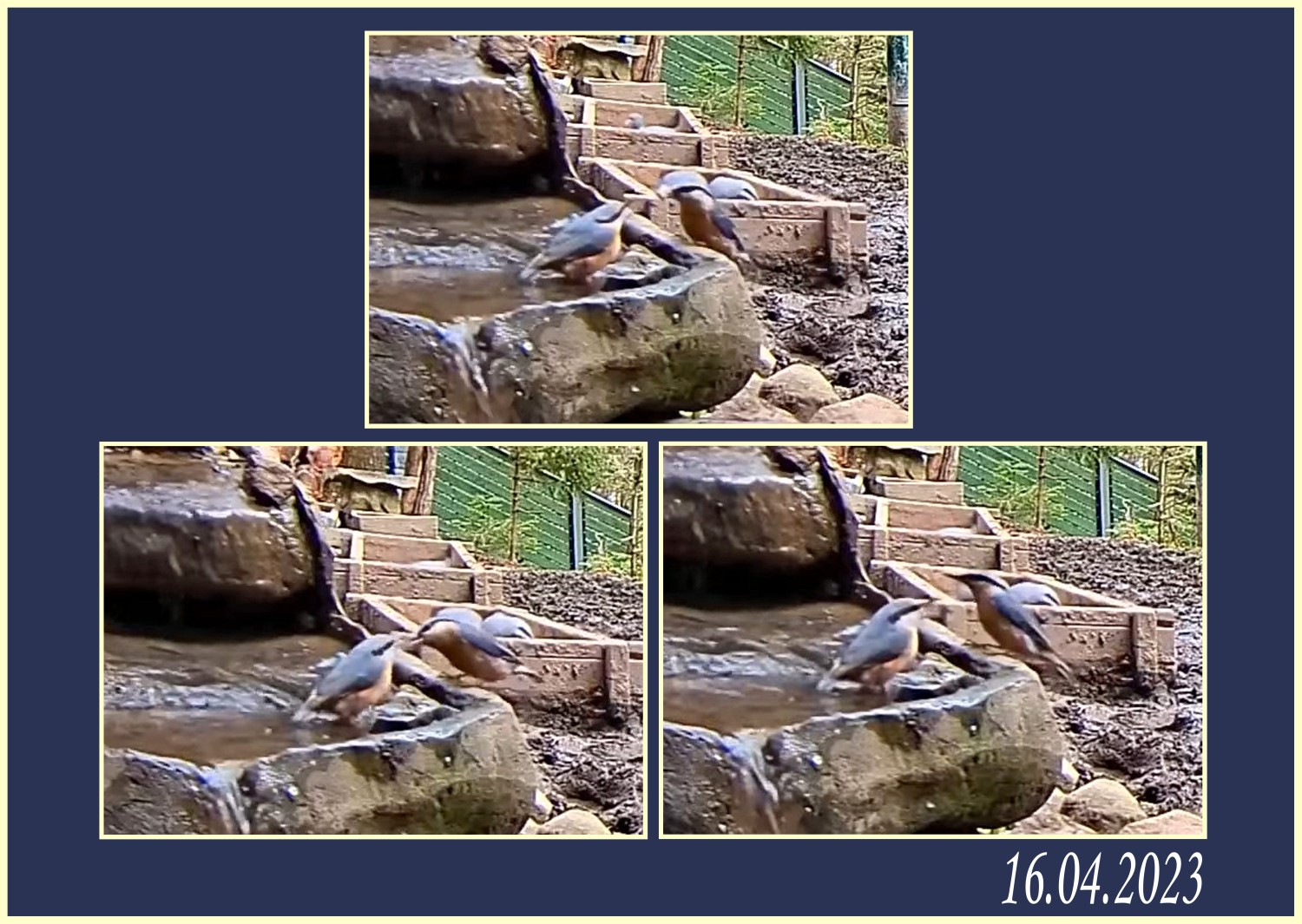 livebirdspoland_7ba2a42350d433e39d62aaa4265be081.jpg