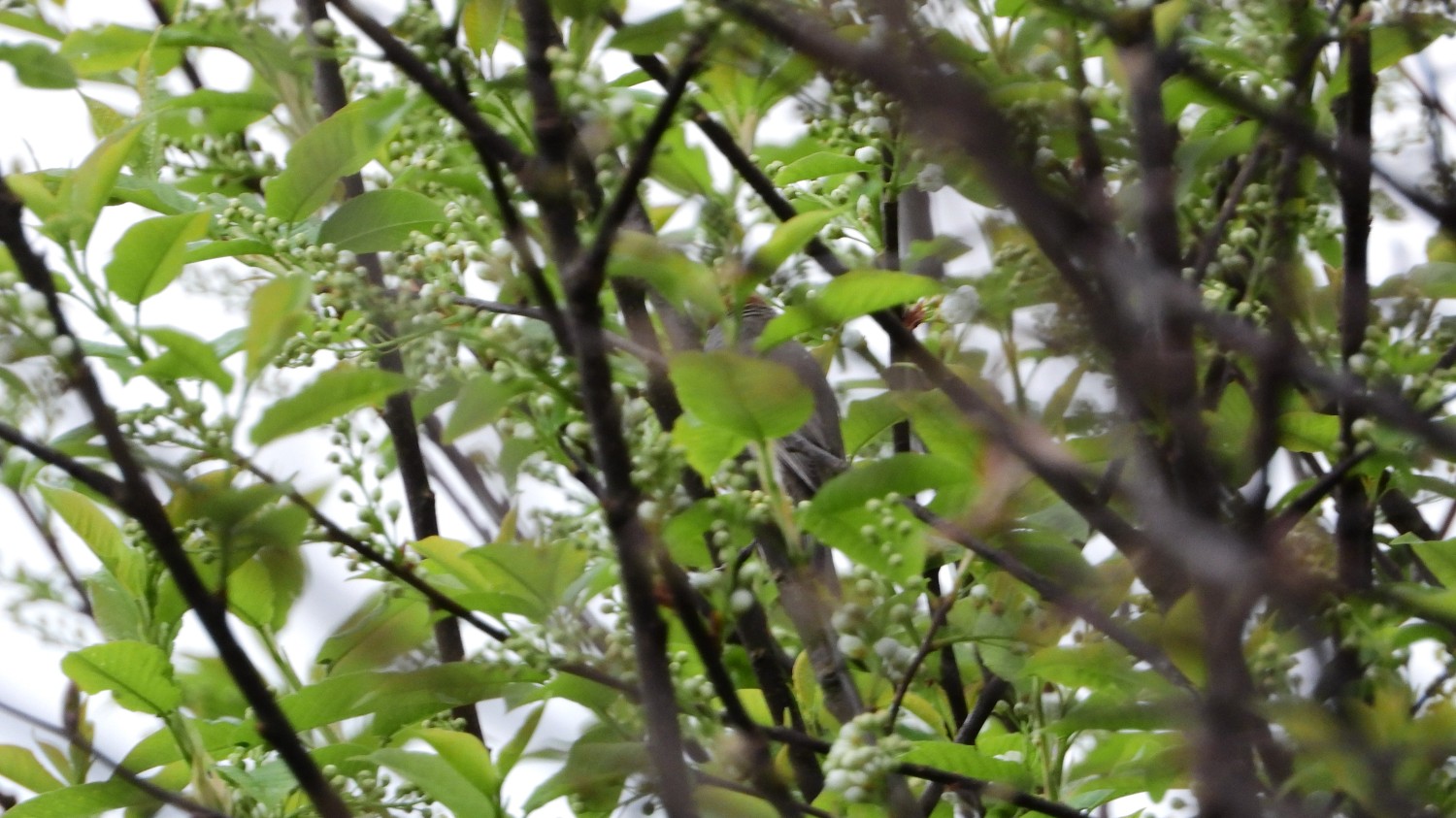 livebirdspoland_5f75ce2654bc8dff05e23634aae5a1e4.jpg