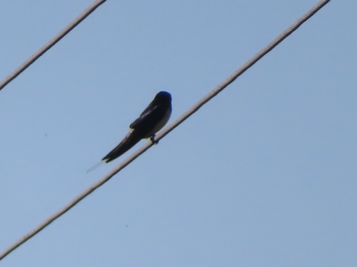 livebirdspoland_45d347324f36531c2ae84670802f9766.jpg