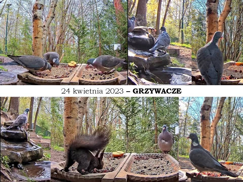 livebirdspoland_08dbfa127569e6e472da6f92d4d76eb7.jpg