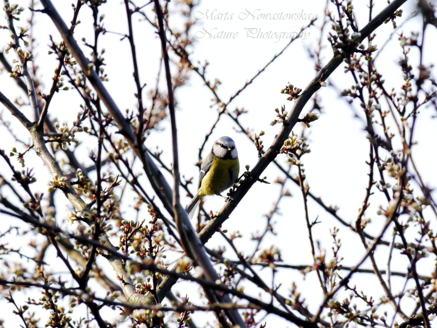 livebirdspoland_9caf9a0477222515fb6280b70872800a.jpg