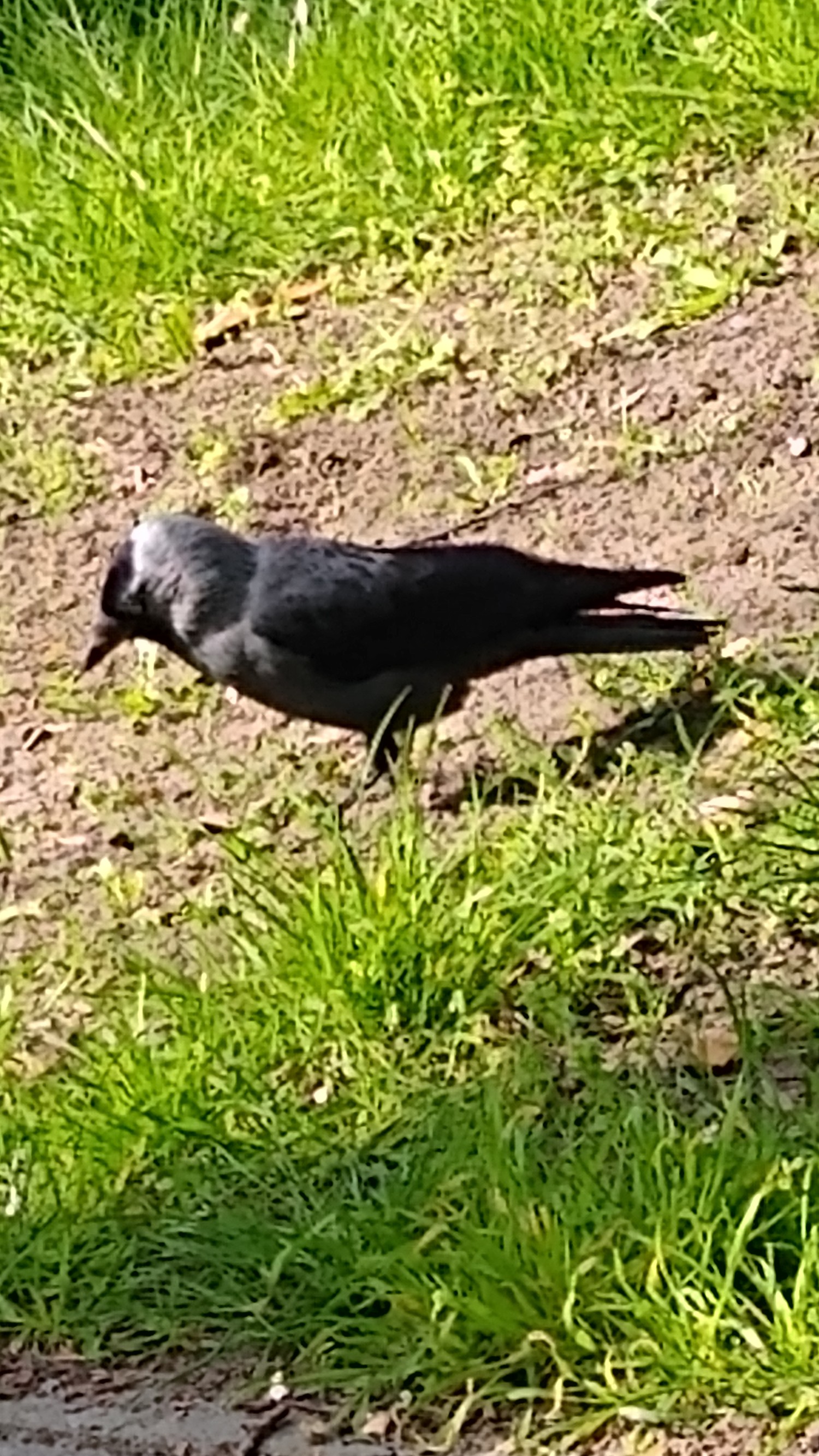 livebirdspoland_af7a455f20133841b1f78a26fe78645a.jpg