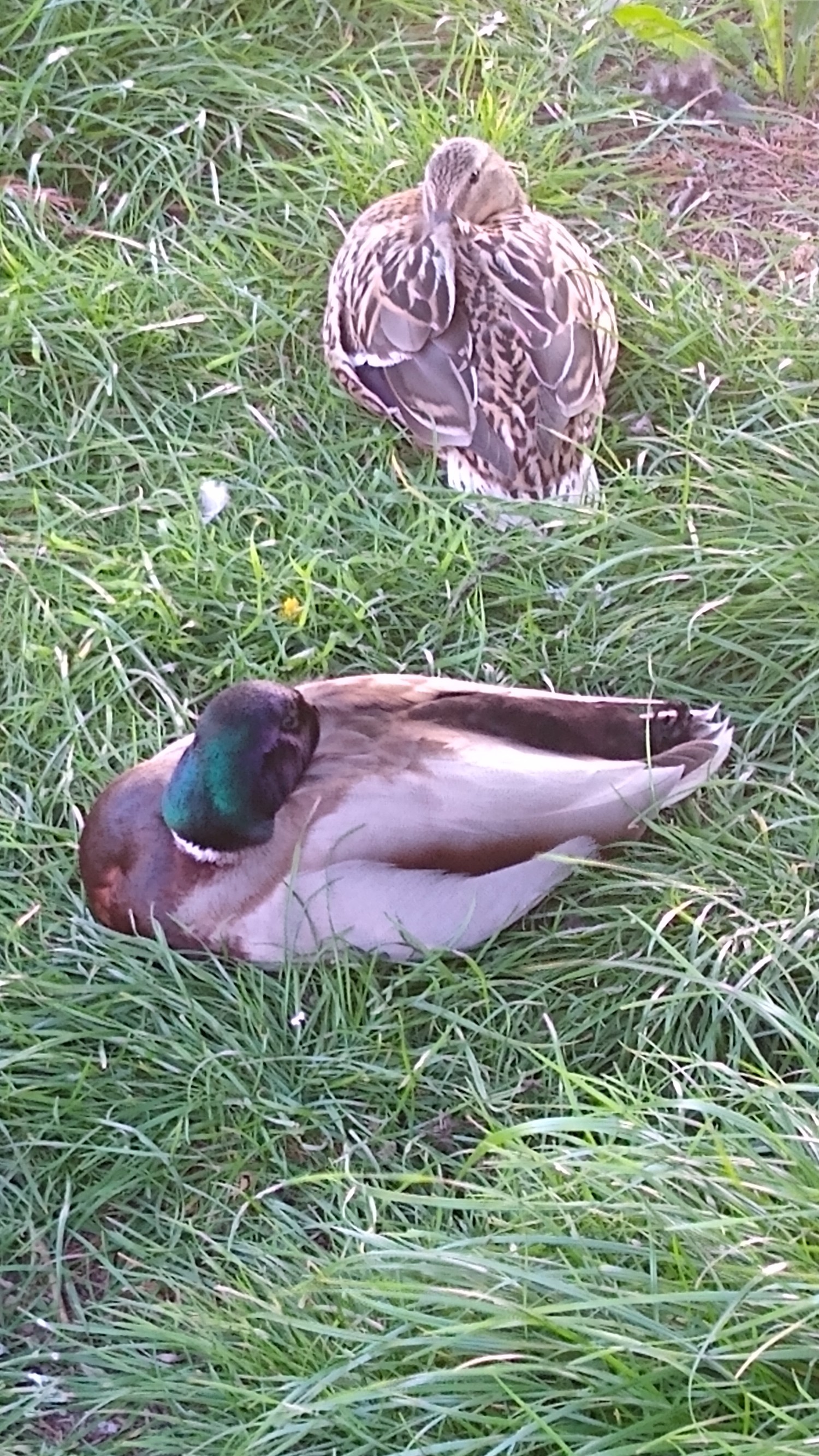 livebirdspoland_5d799ad0baa777932bce28108a979e55.jpg